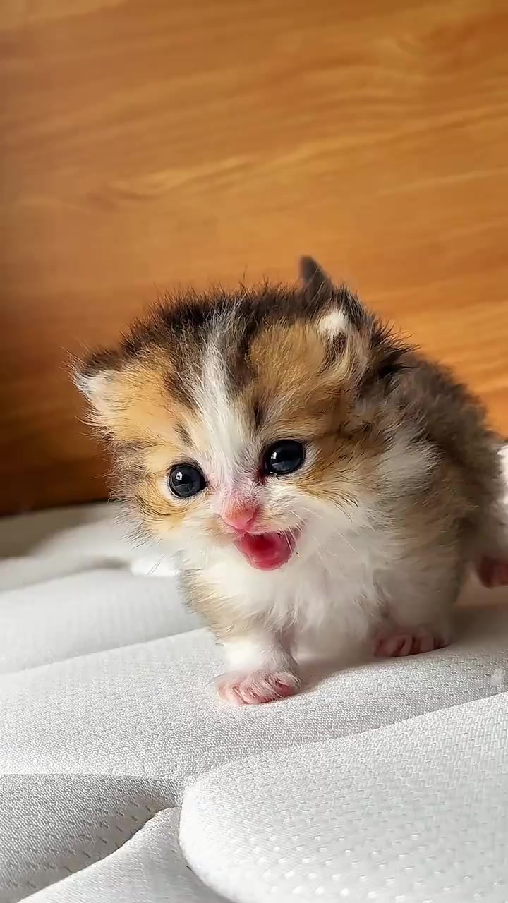@kikicat