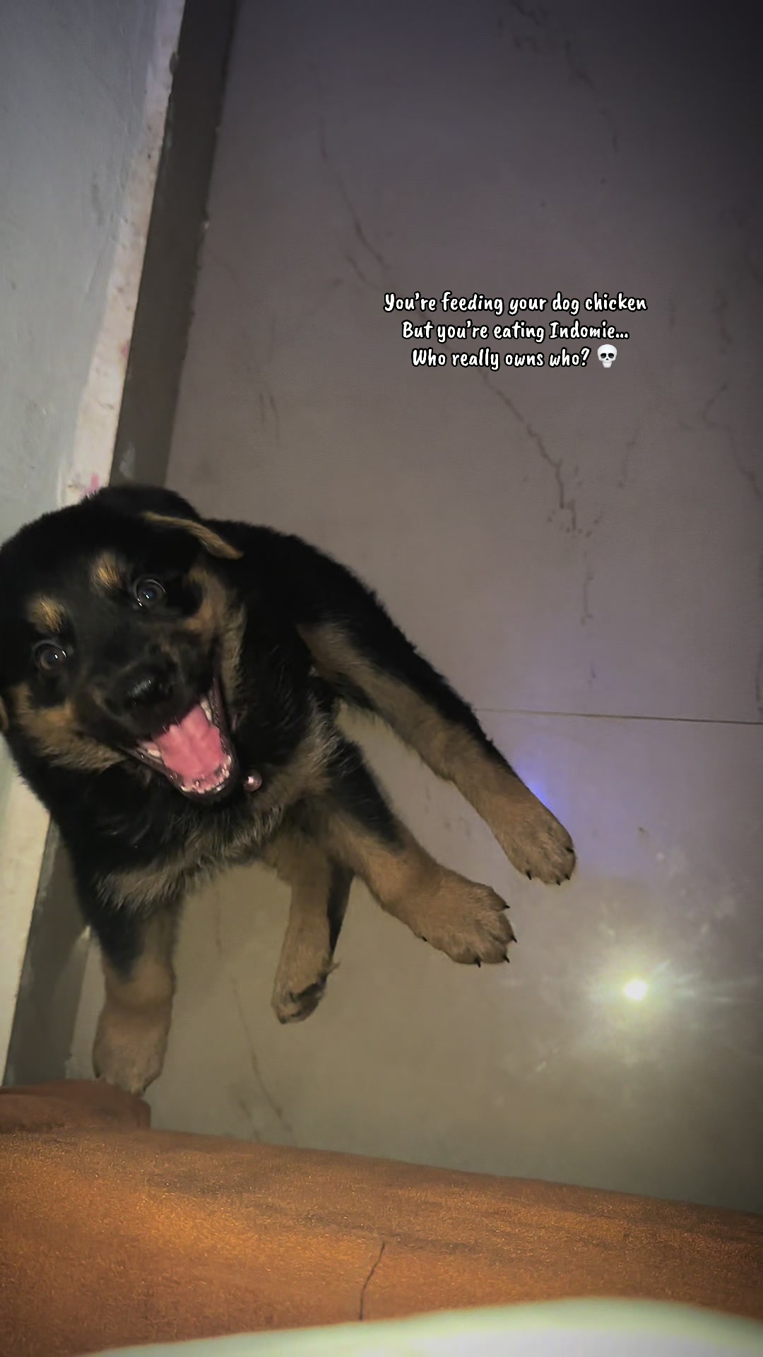 @Nala & Eshe 🦴🐶
