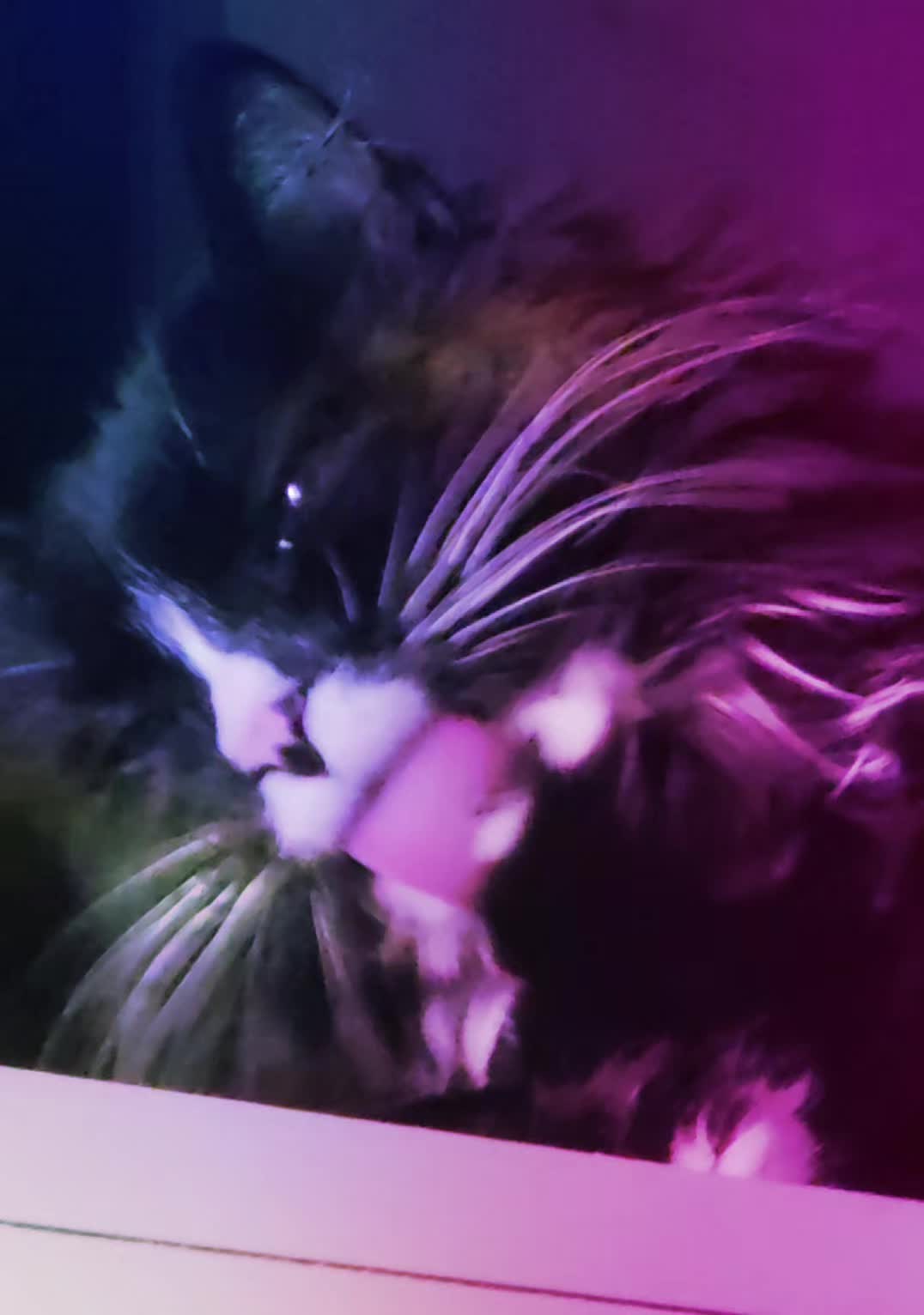 @AtticaTheTuxedoCat