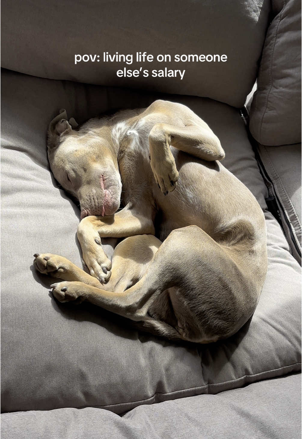 @rhubarb the doggo