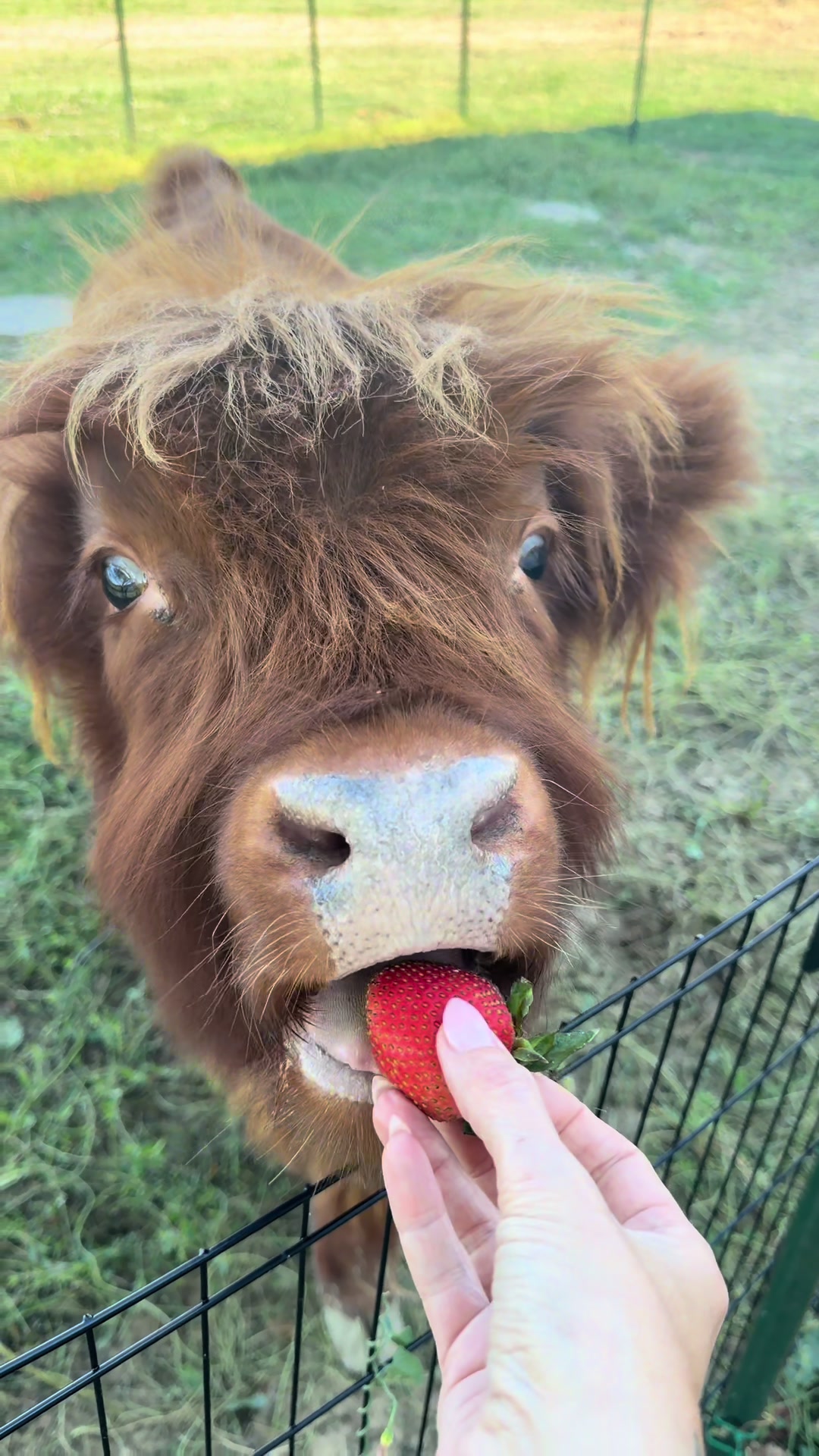 @nofzingerranch
