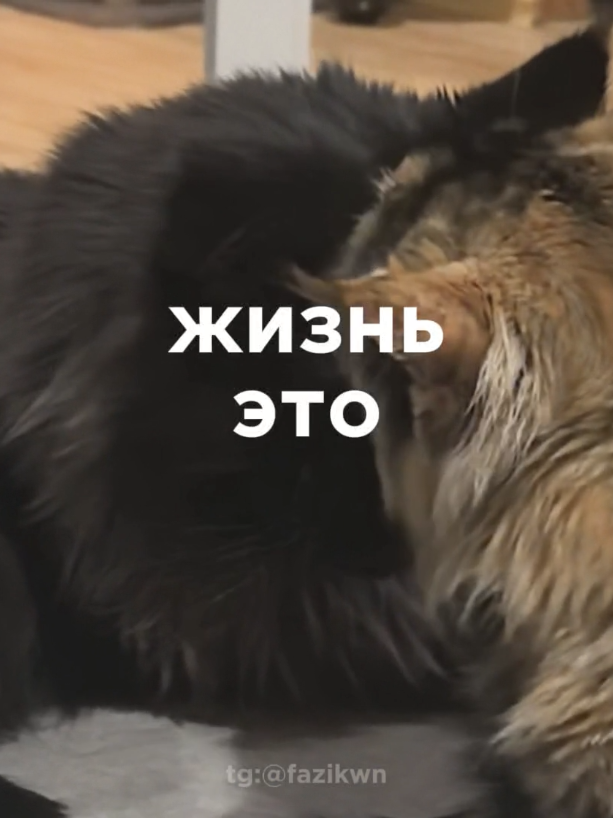 @Ведьма Пустоши🔮