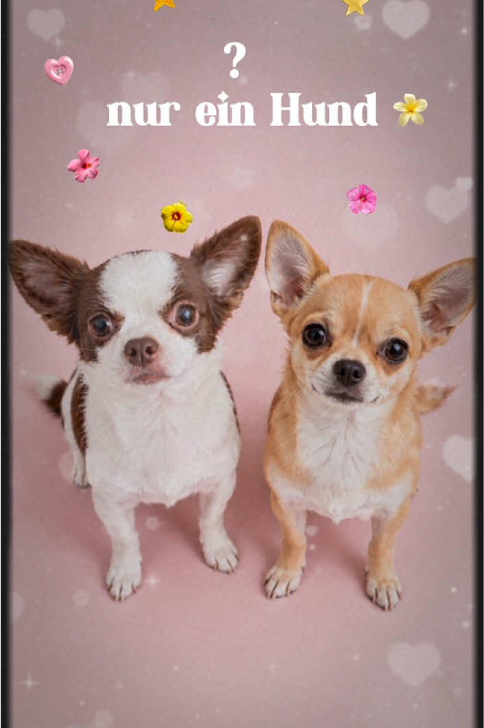 @αуαηα&нσρє 🐕🐕&🐈🐈⬛🐈🐹