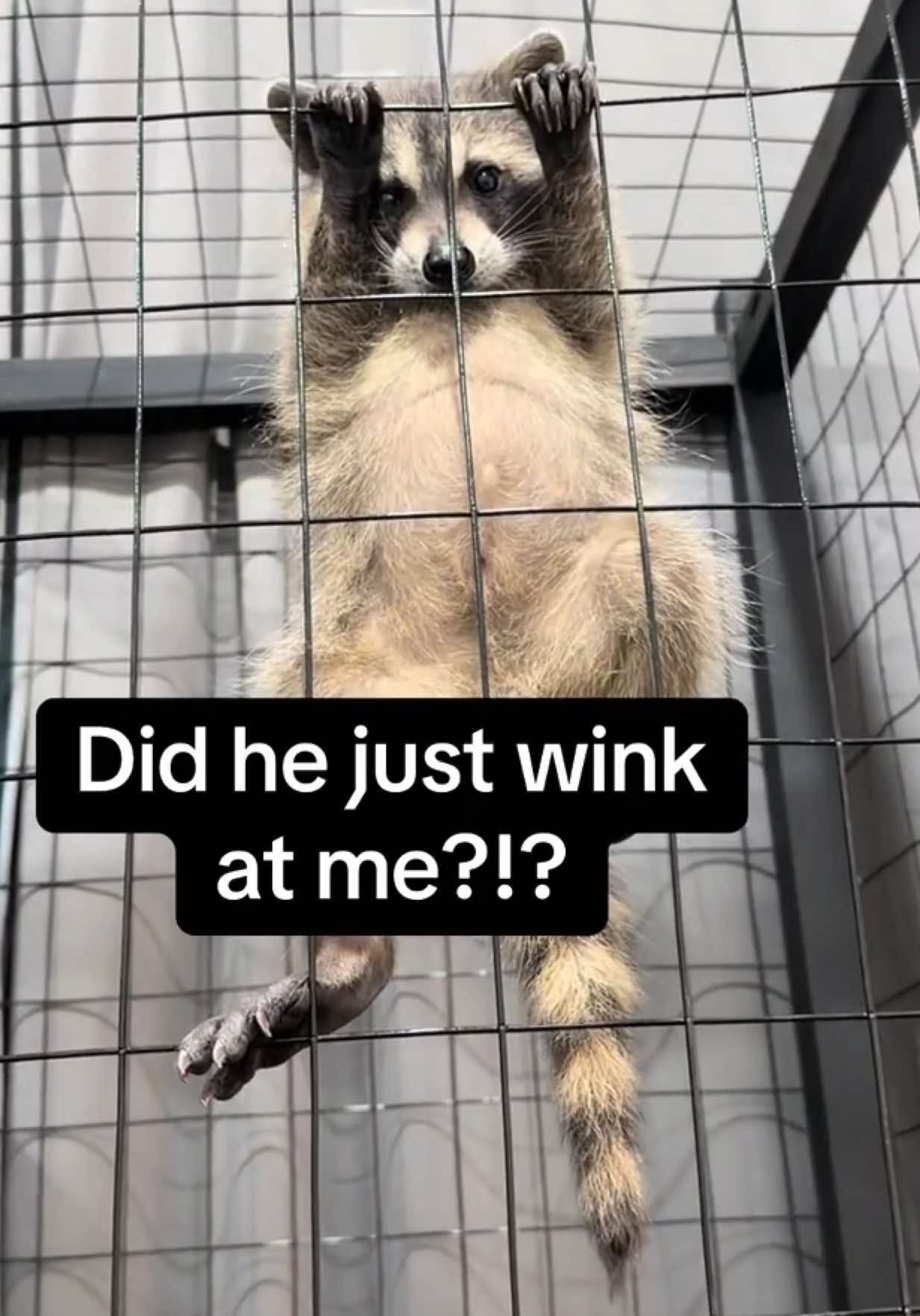@snacky_chan_the_raccoon