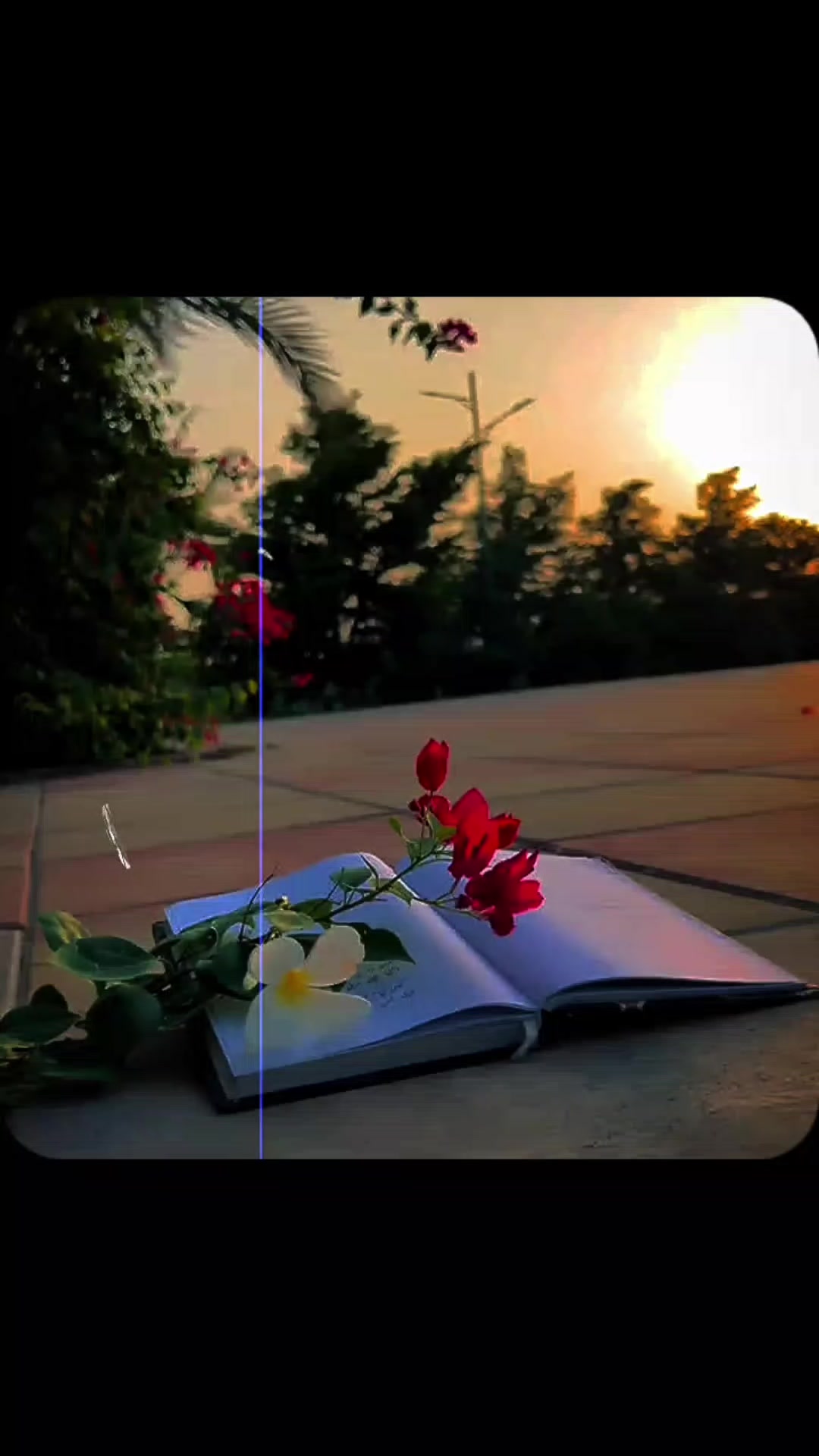 @It乙乛SHAH❤️