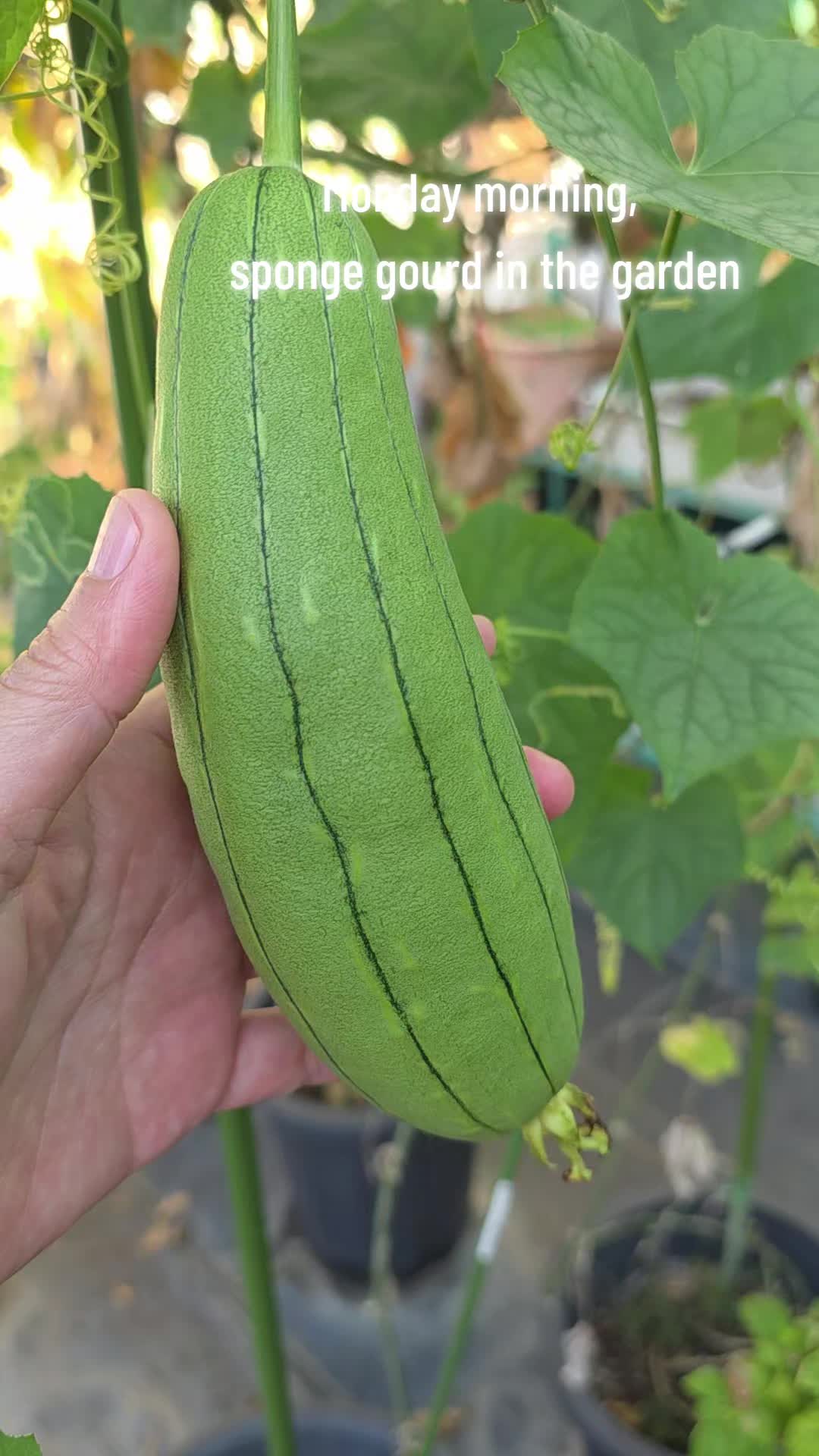 @TRIOgardening