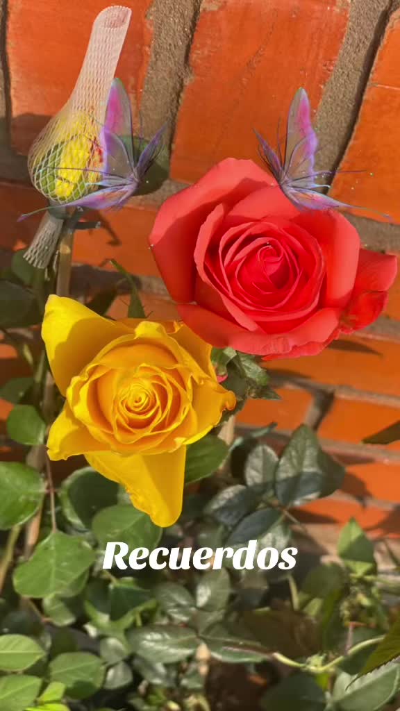 @SoniaDu💫✨