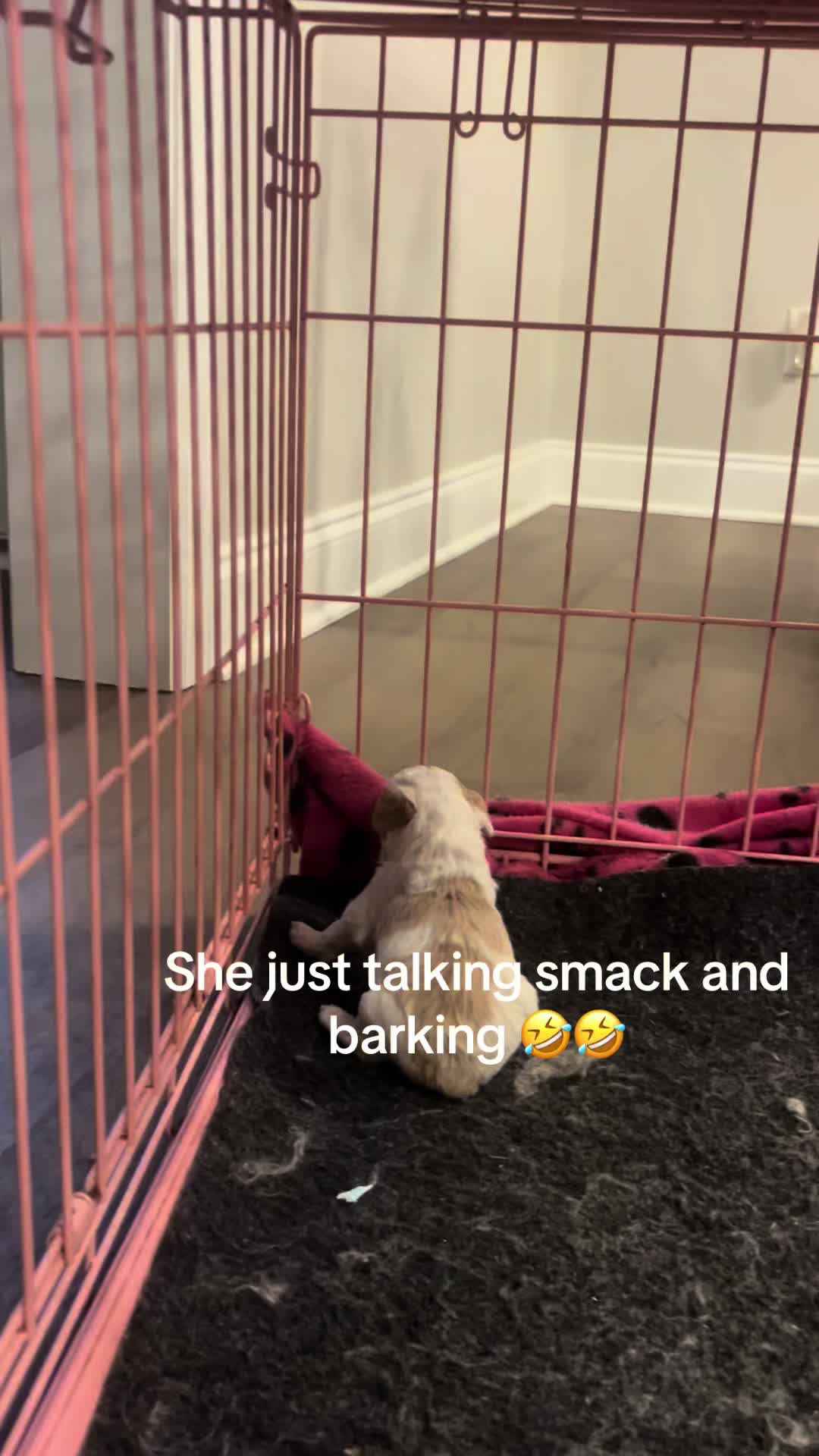 @Shortcake_kennel_2