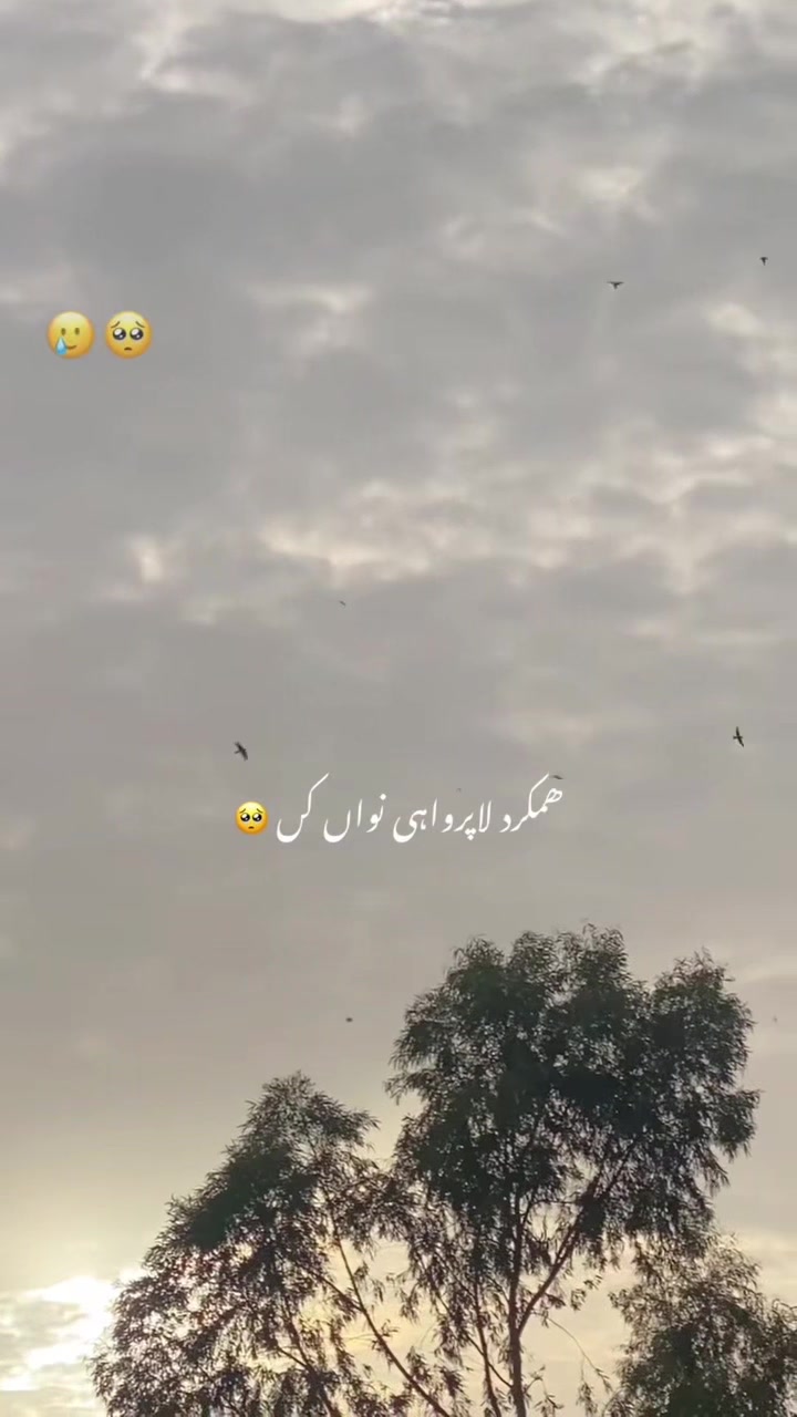 @𝒐𝒚𝒆_Zubii🐺