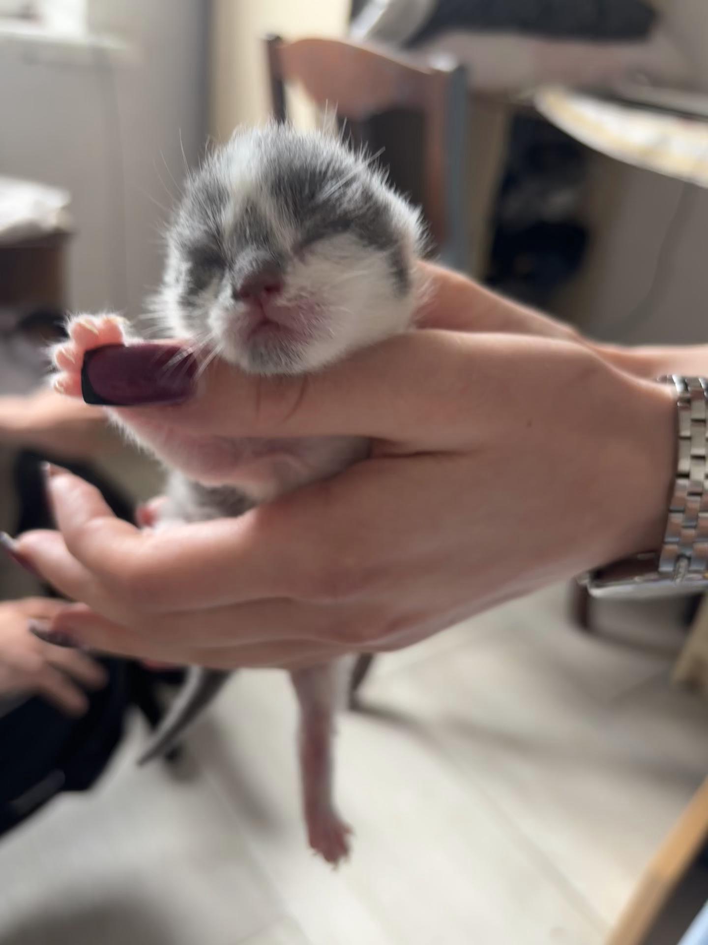 @Pashtet.com