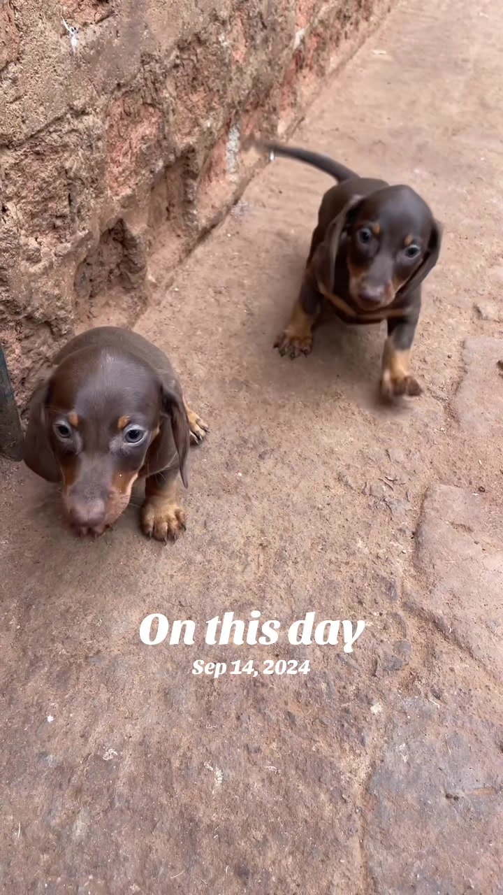 @Chenil d’ Arthoùros 🐶🐾
