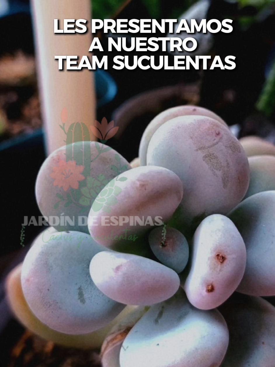 @CACTUS JARDIN DE ESPINAS