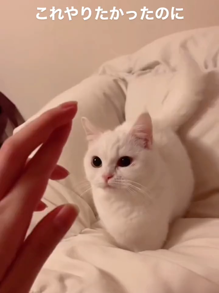 @チワックスの諭吉くん🐾