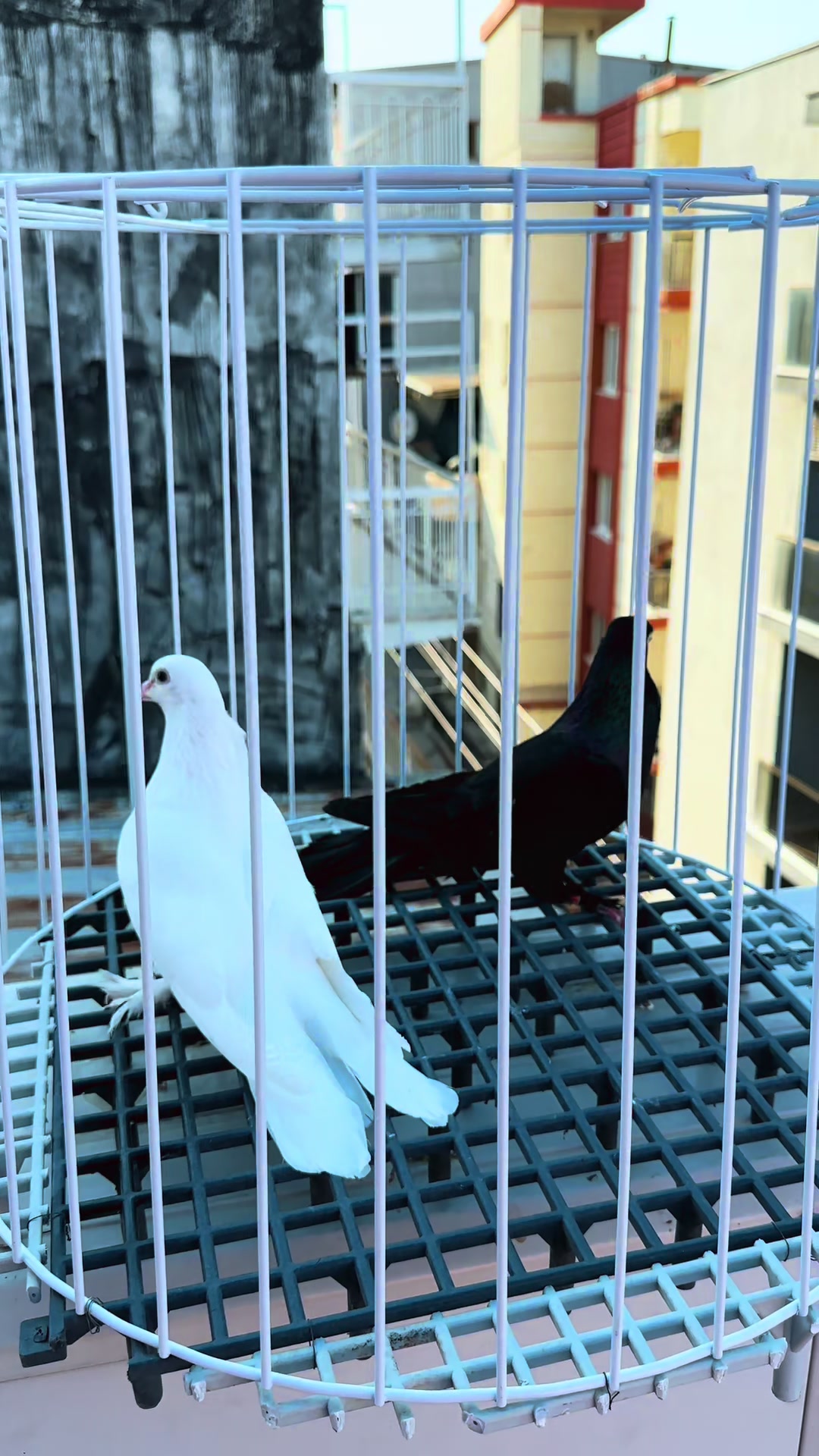 @Süleyman uçar