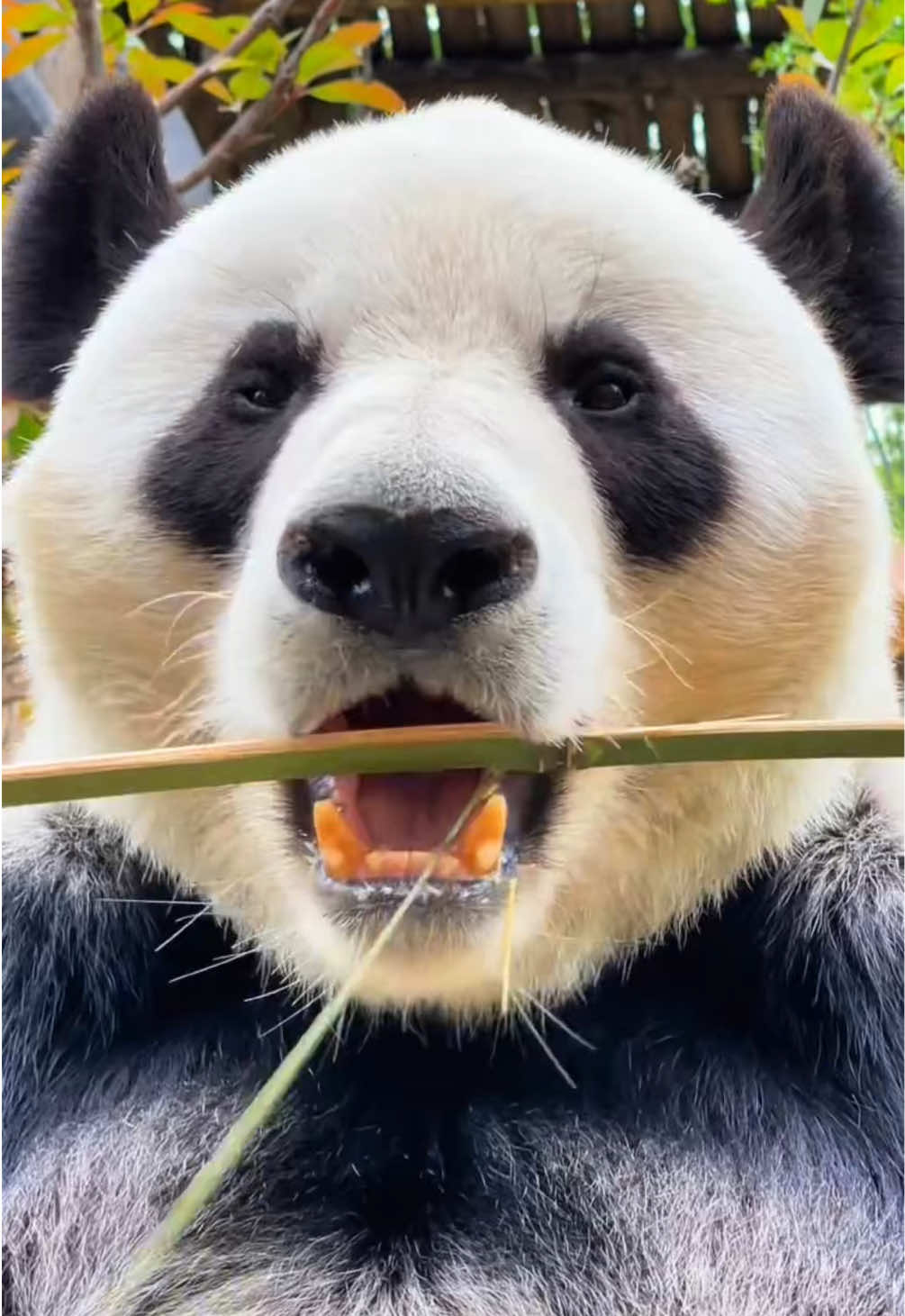 @Cute Animals 🐼