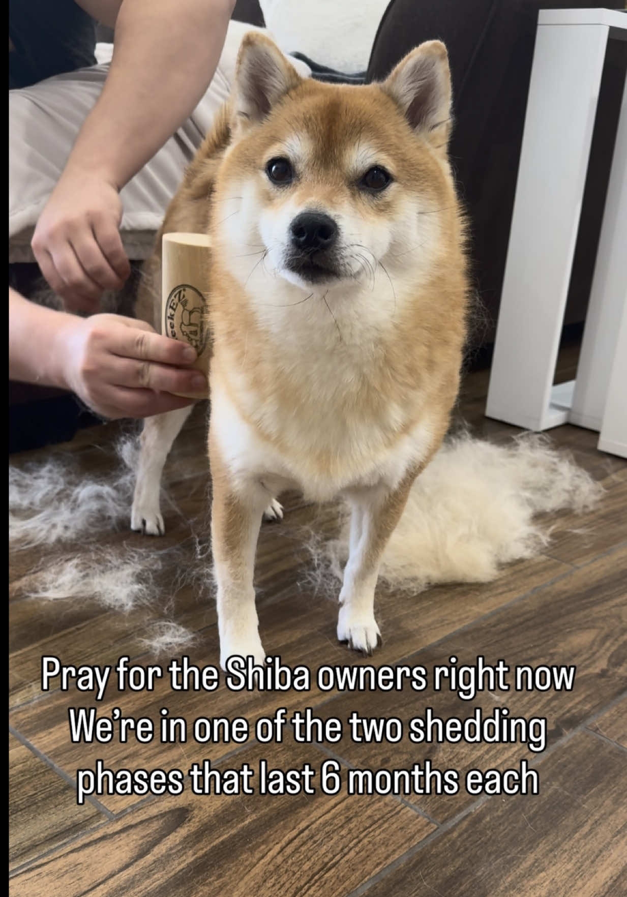 @Flock of Shibas 🐕🐕🐕