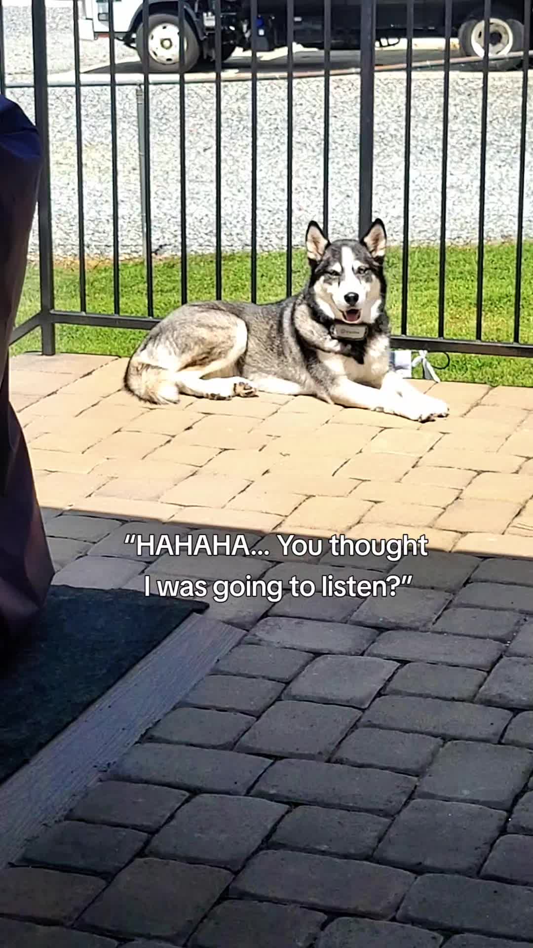 @the Hussey Husky
