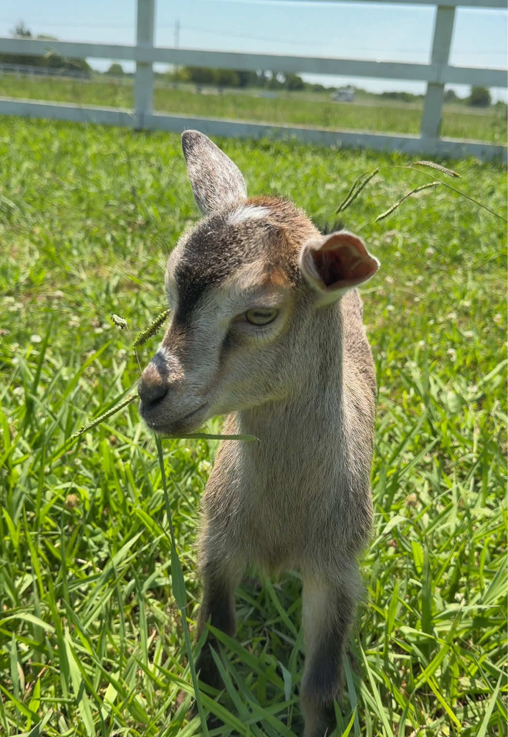 @meg’s mini farm
