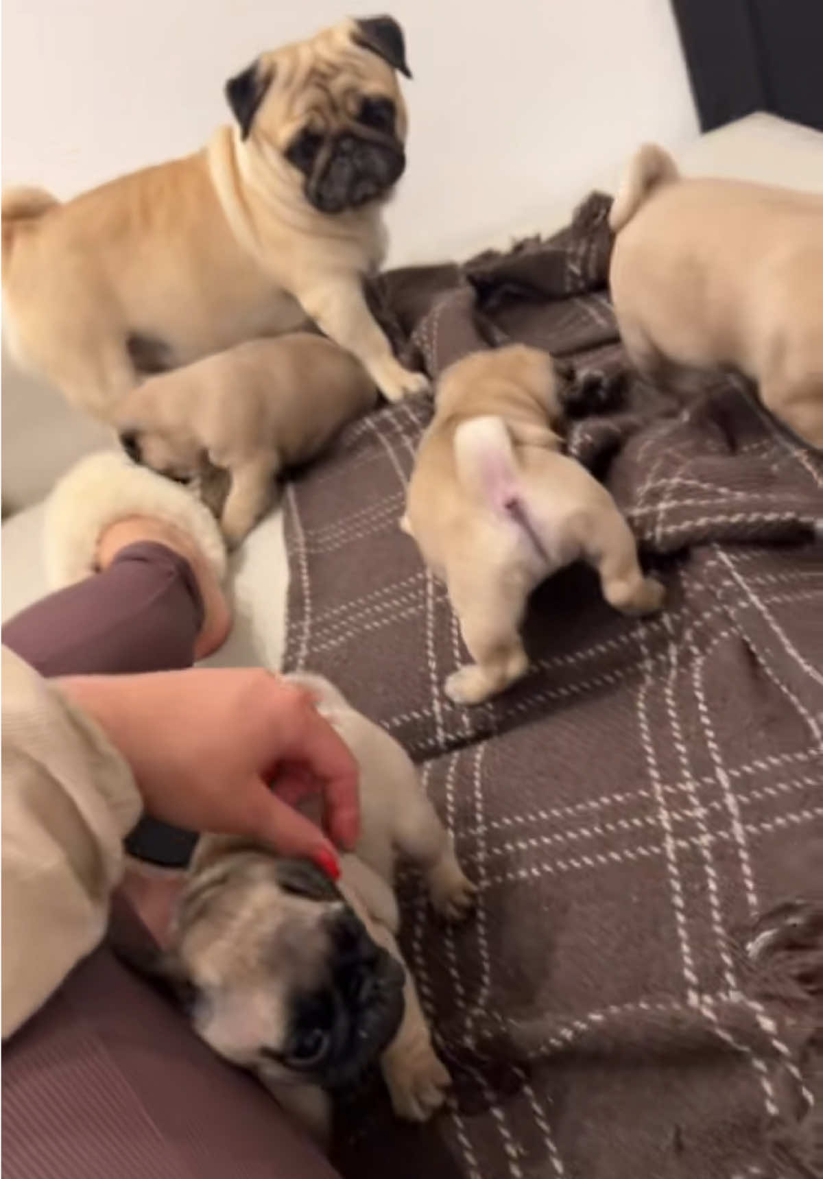 @pugSofyHarry