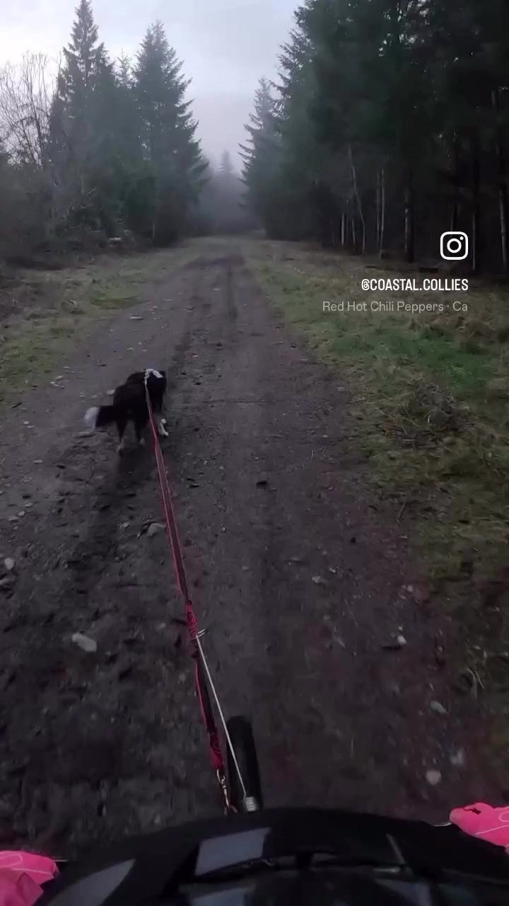 @Coastal Collies
