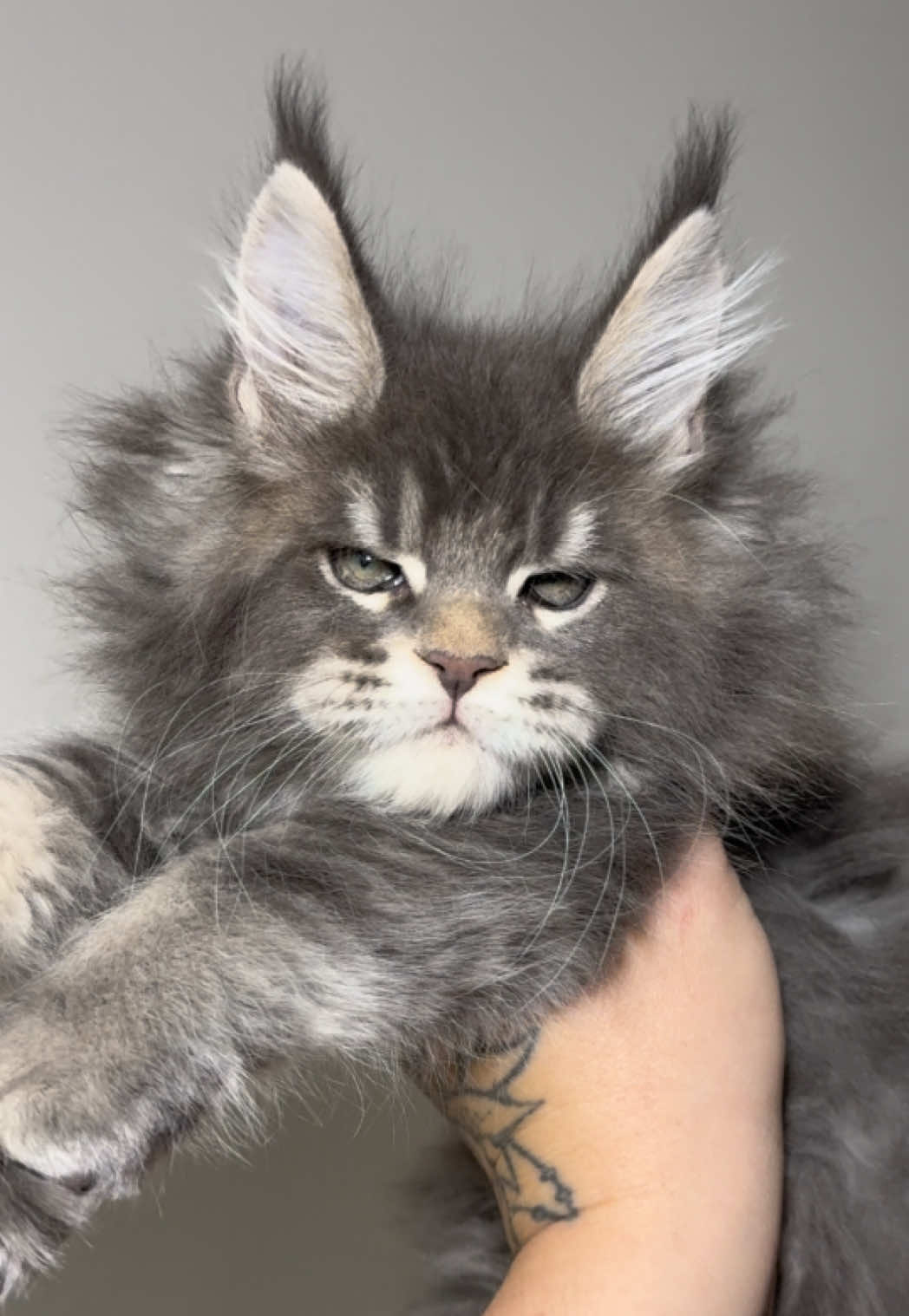 @MidwestGiantsMaineCoonCattery