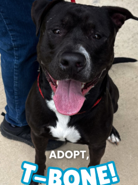 @San Antonio Humane Society