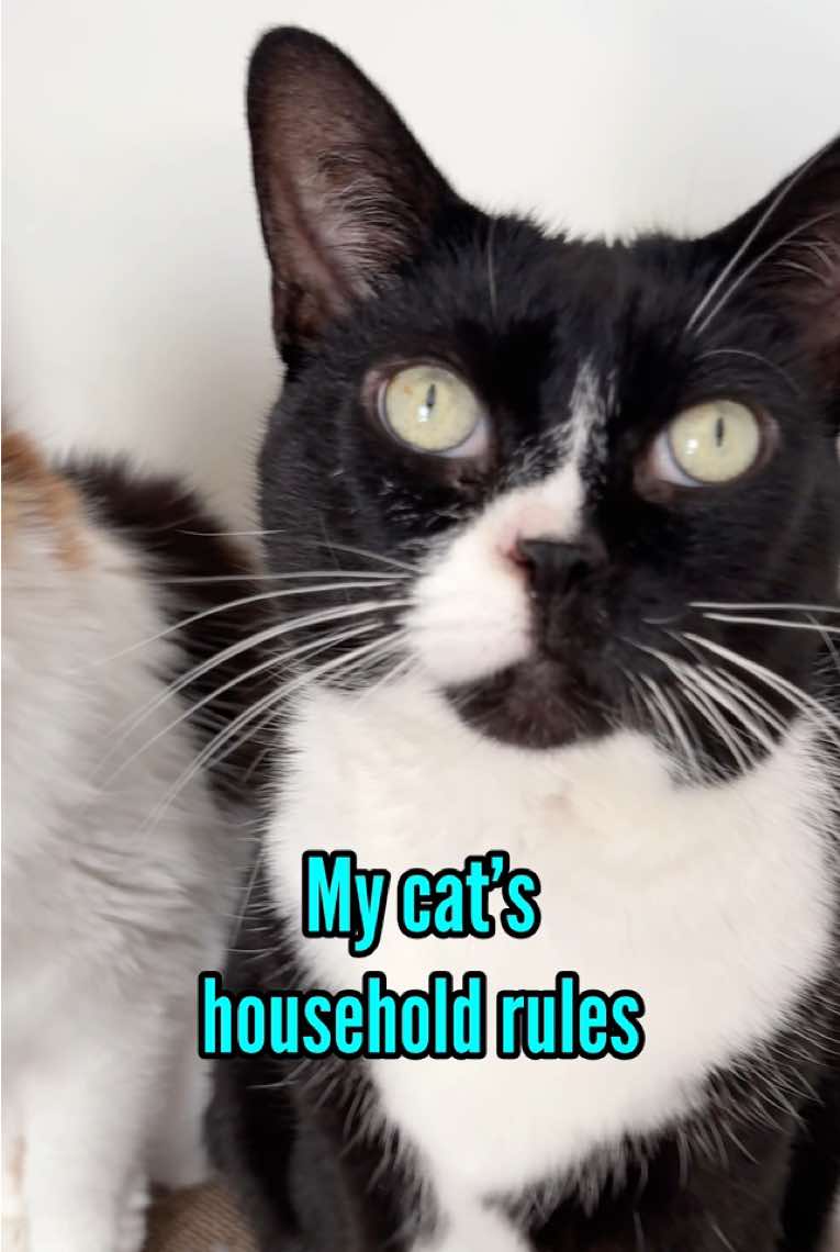 @The Oreo Cat