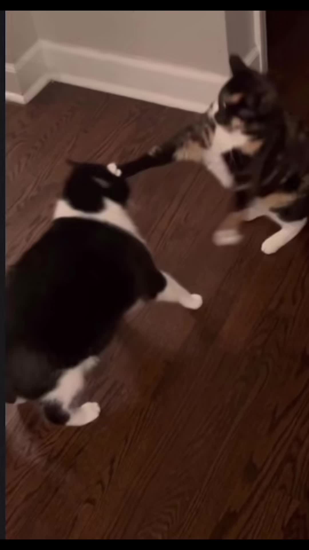 @Pepper and Cece … and Cocoa!!