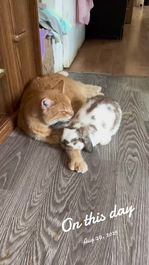 @Mrdivaandgizmoandfriends