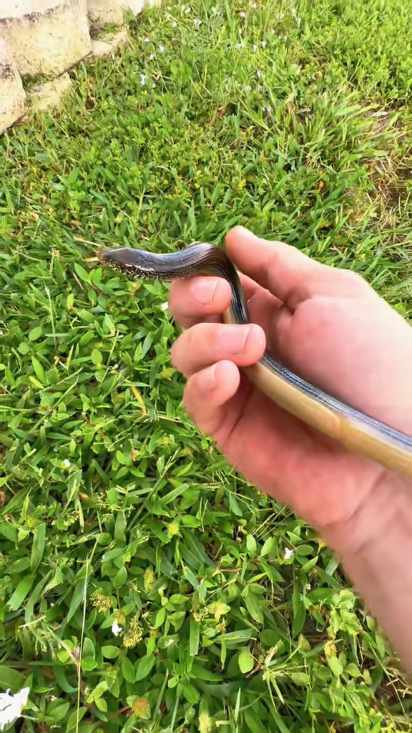 @Southwest Florida Shelling