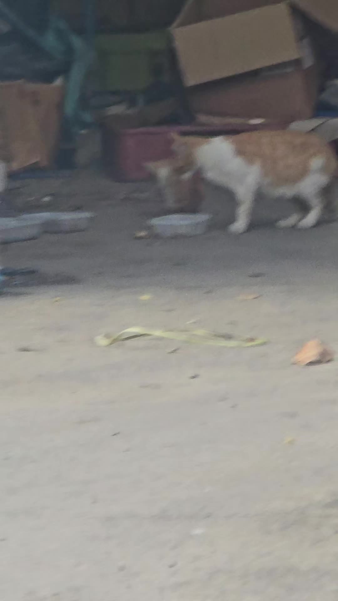 @고양이 형아