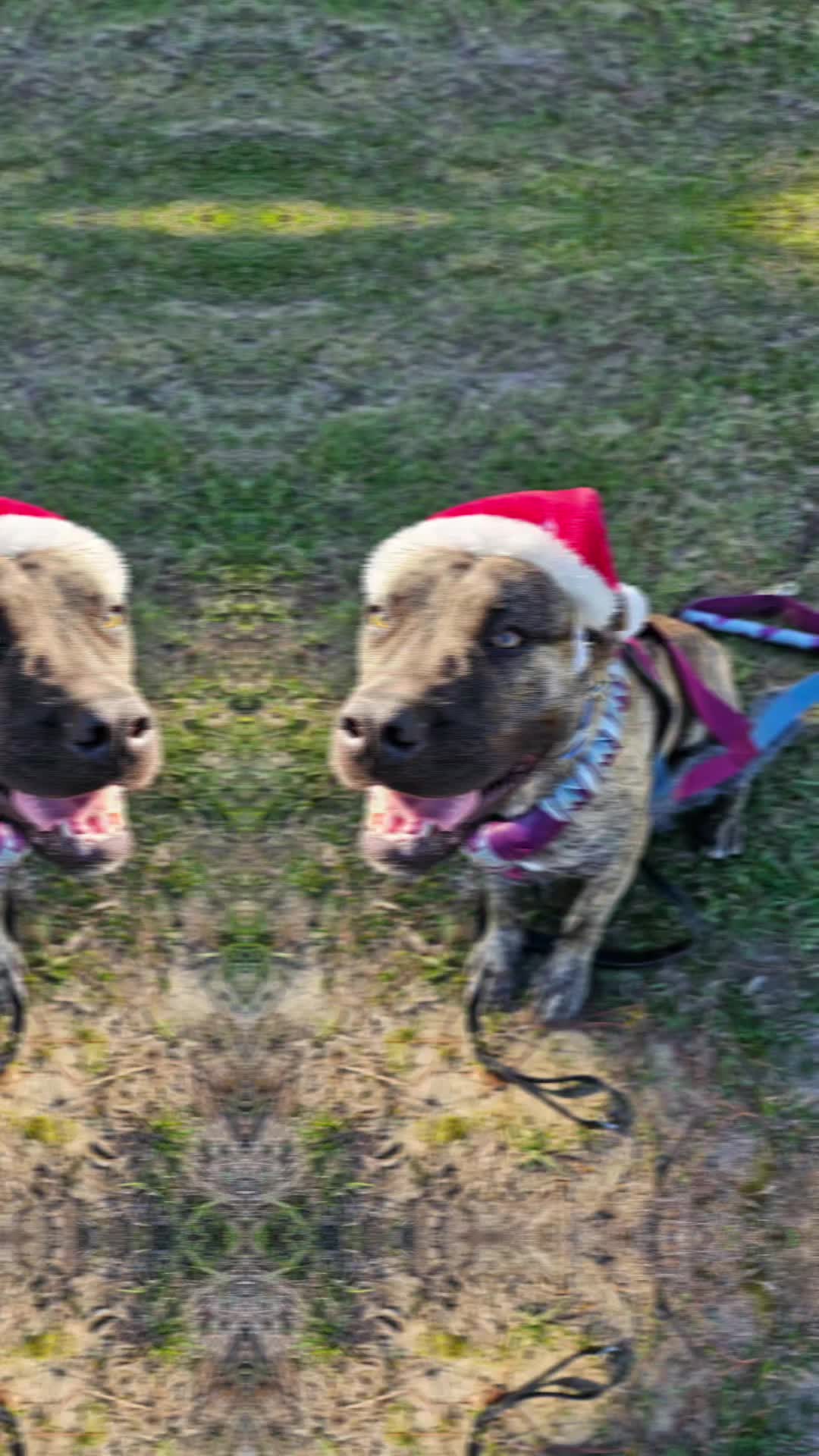 @RedCreekKennels