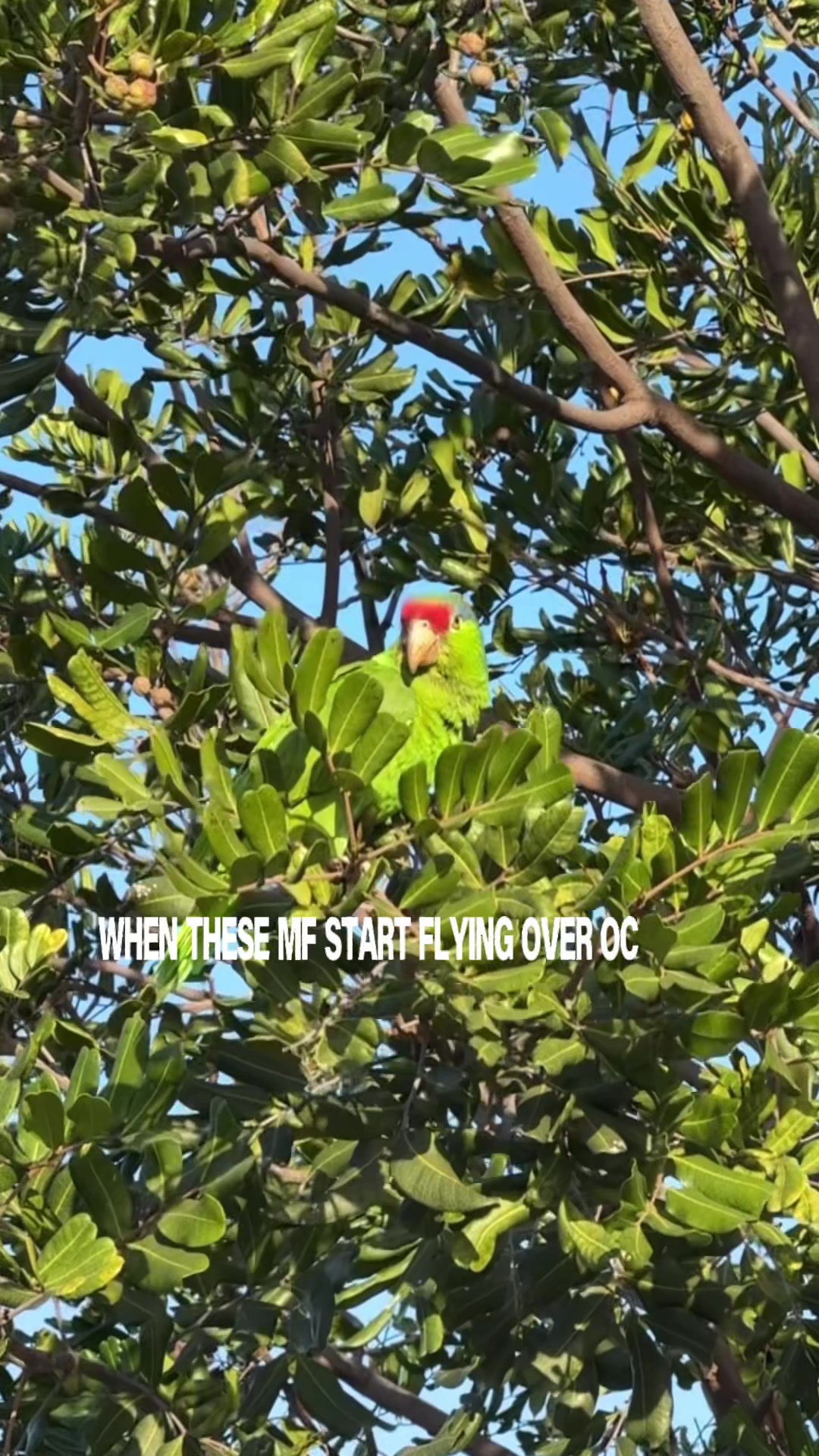@EQVLNT