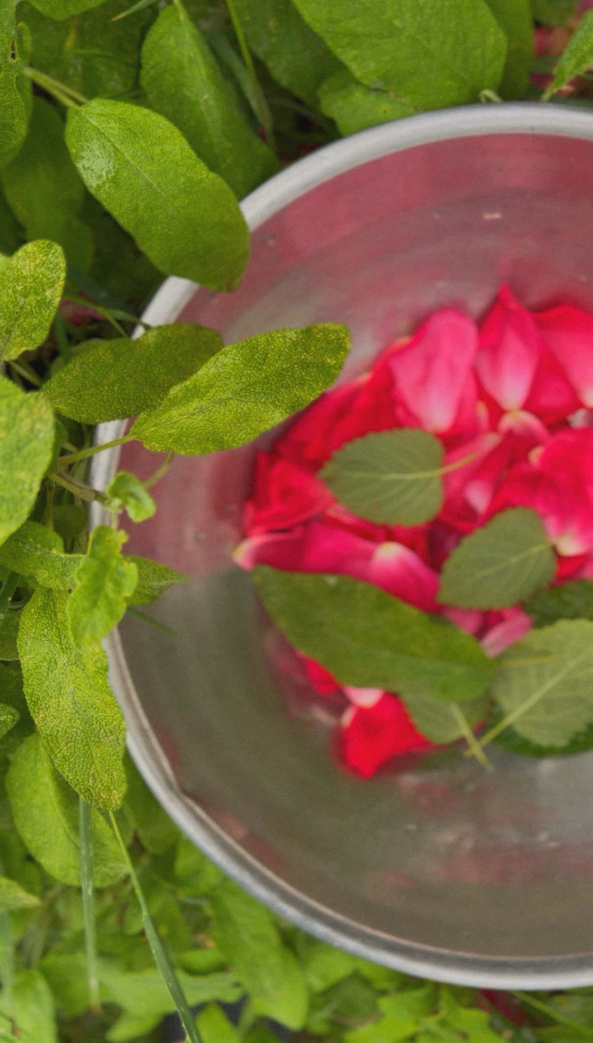 @𝓗𝓮𝓻𝓫𝓪𝓵 🌿 𝓞𝓻𝓪𝓬𝓵𝓮𝓼
