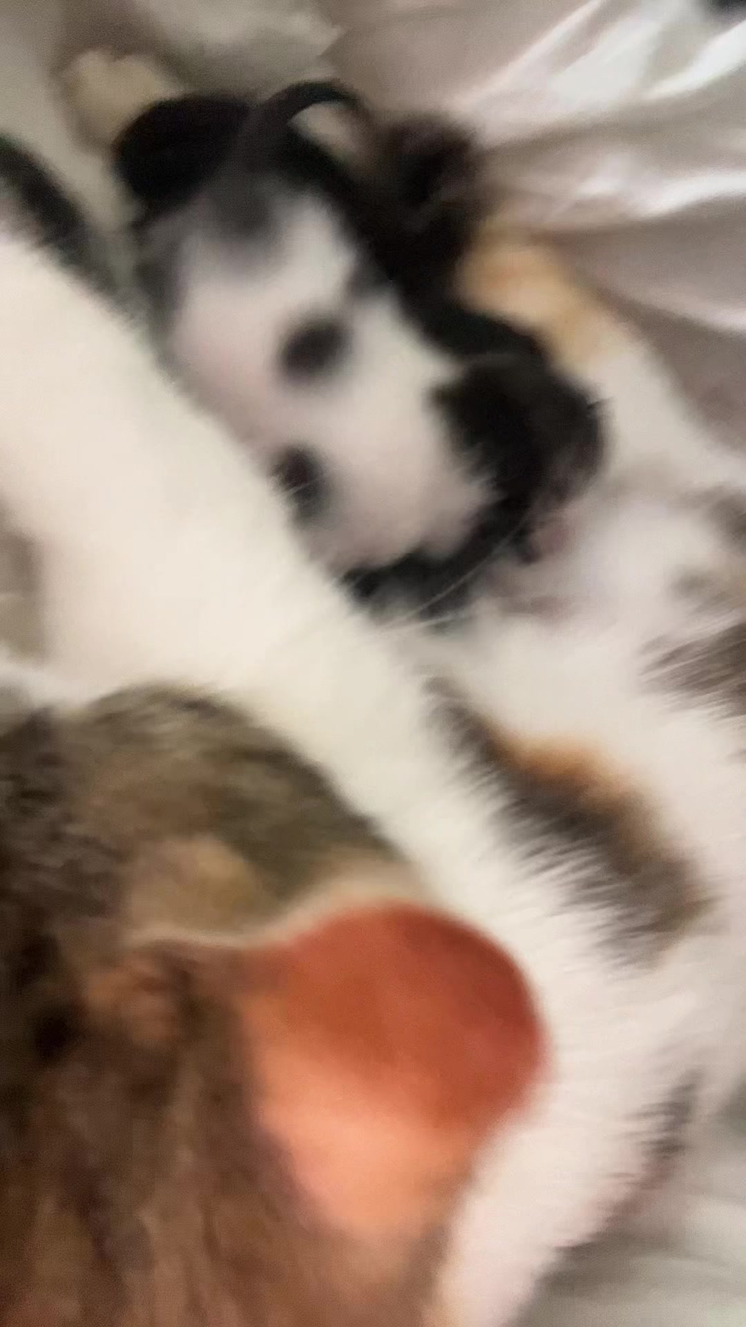 @Moi