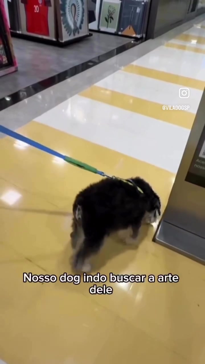 @Vila Dog | Daycare | Hotel Pet