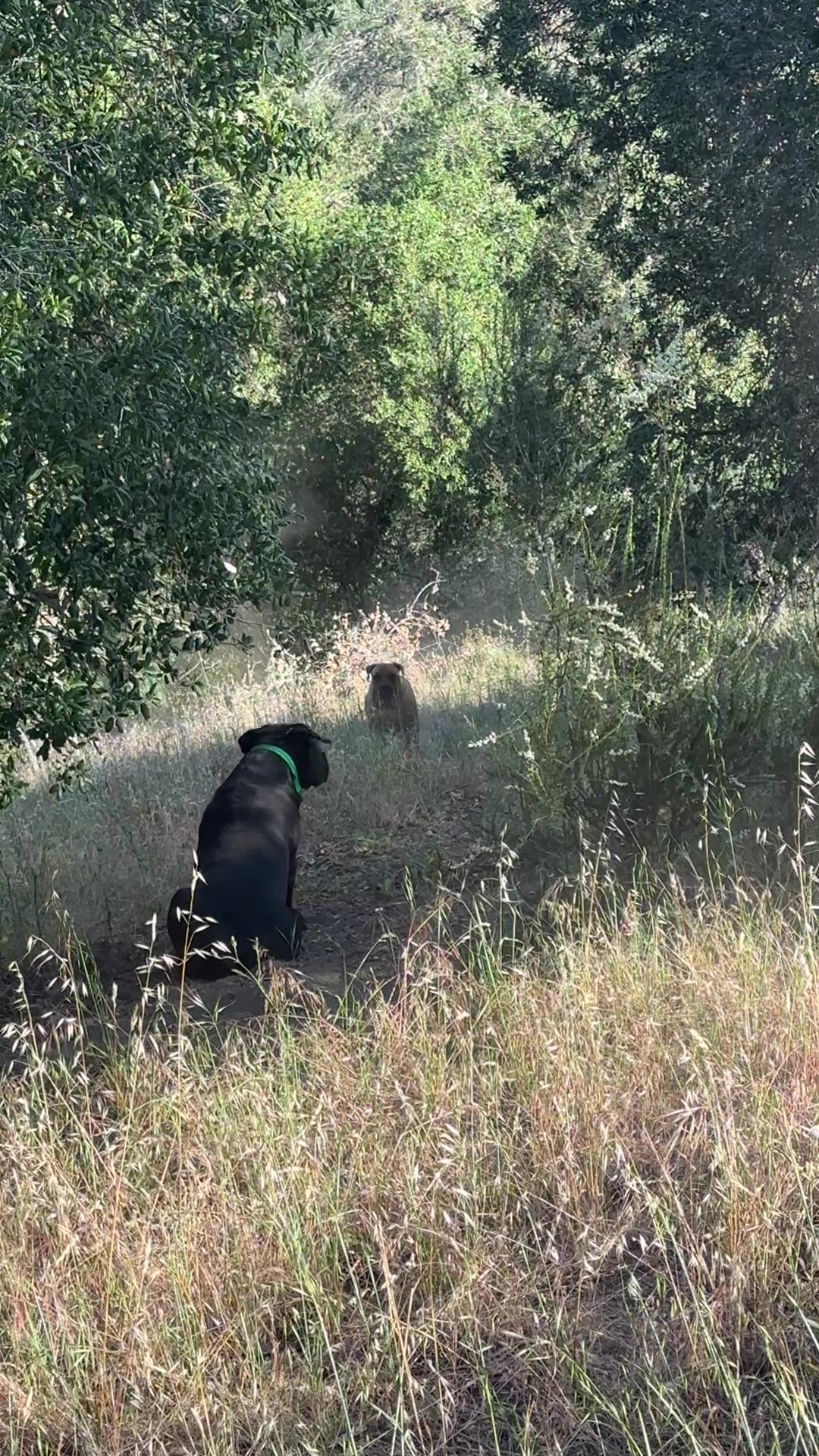 @Bigfoot Boerboels