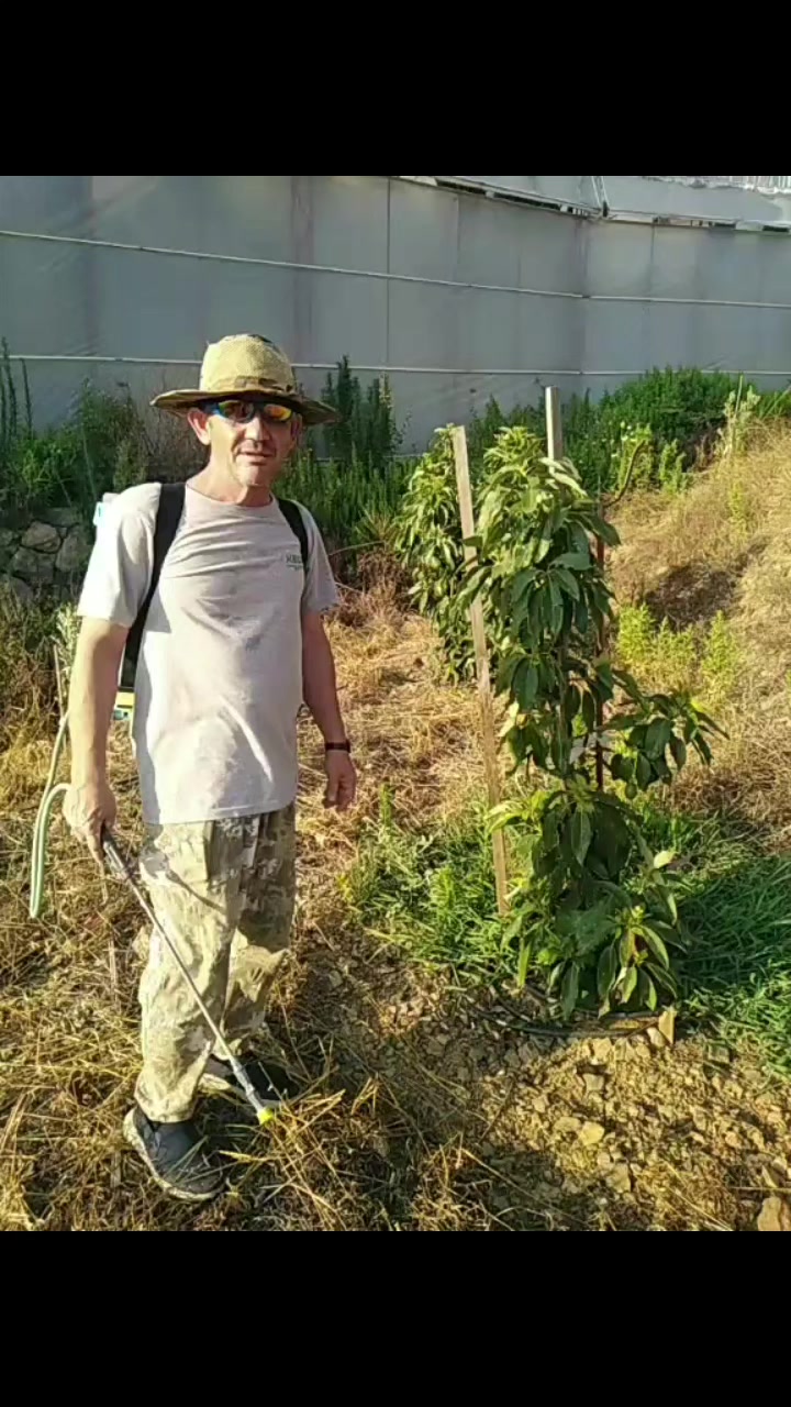 @Alanya avakado dünyası