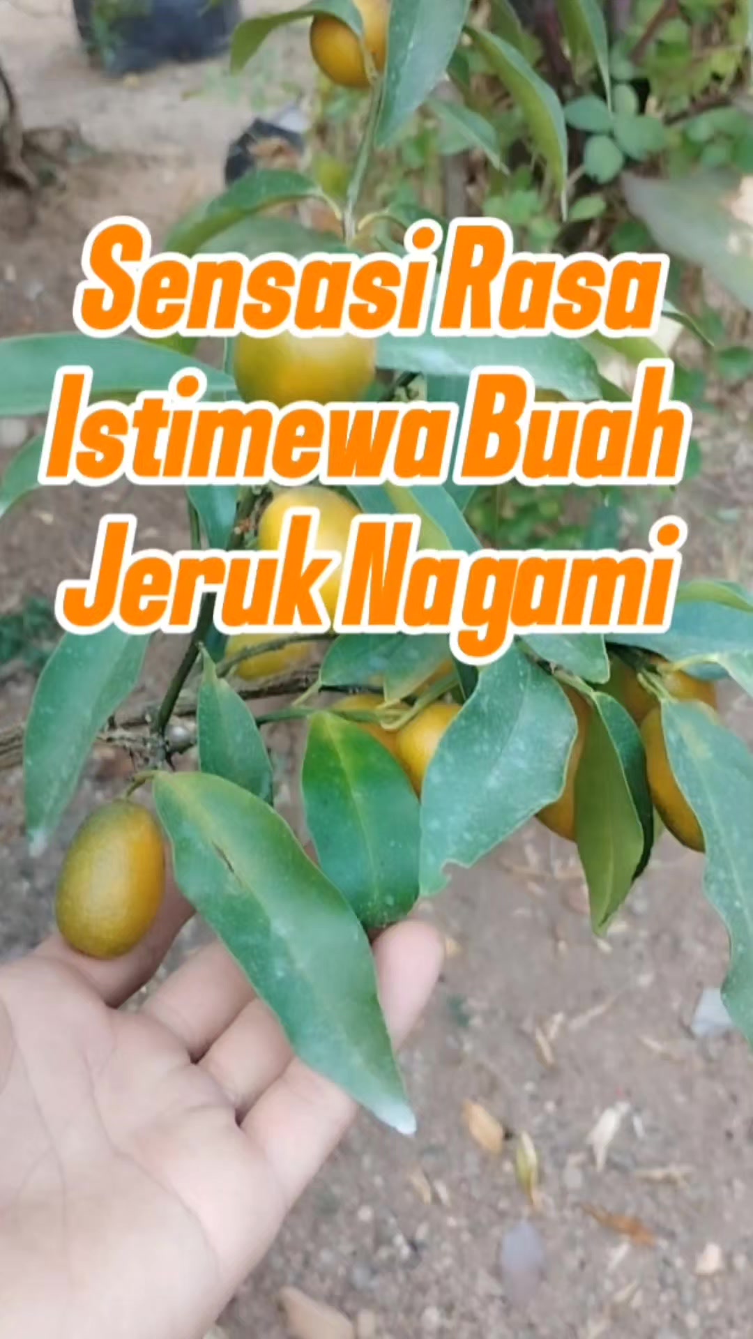 @Bukit Farming