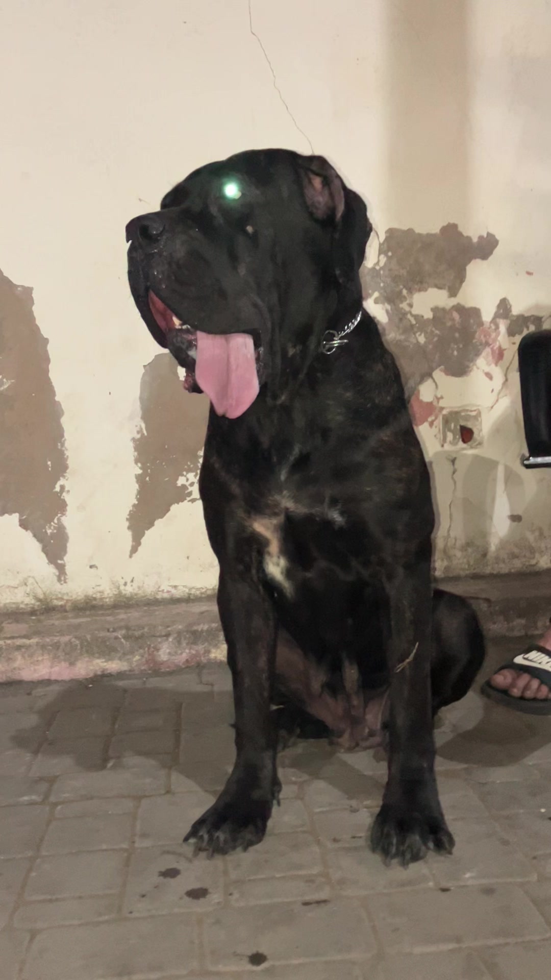 @canicorsoftmalinois