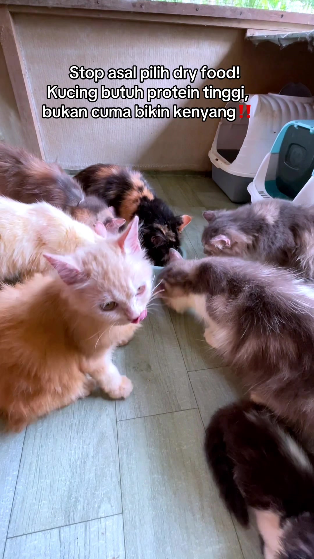 @Meow family