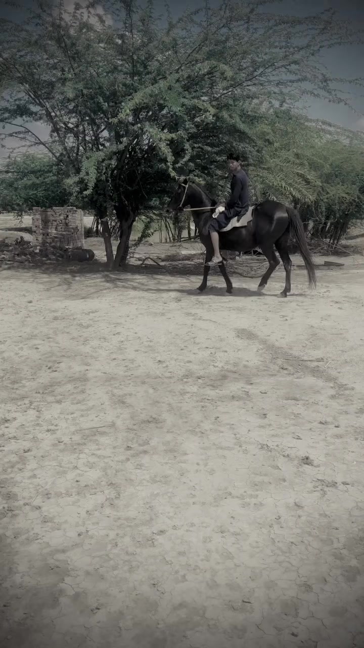 @🐎 گھوڑے دا شوق نواباں دا 🐎