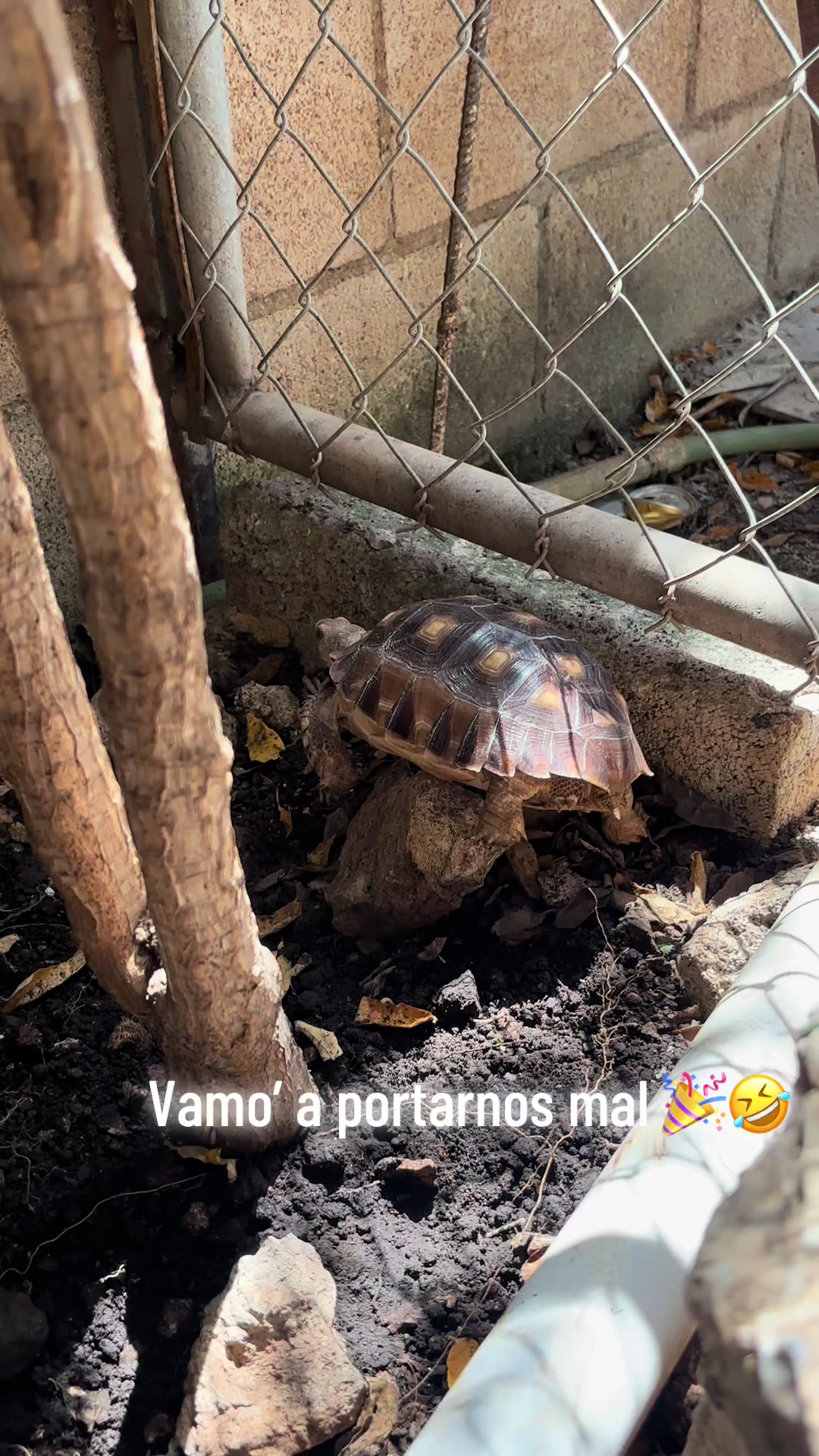 @Naye Martín 🧁
