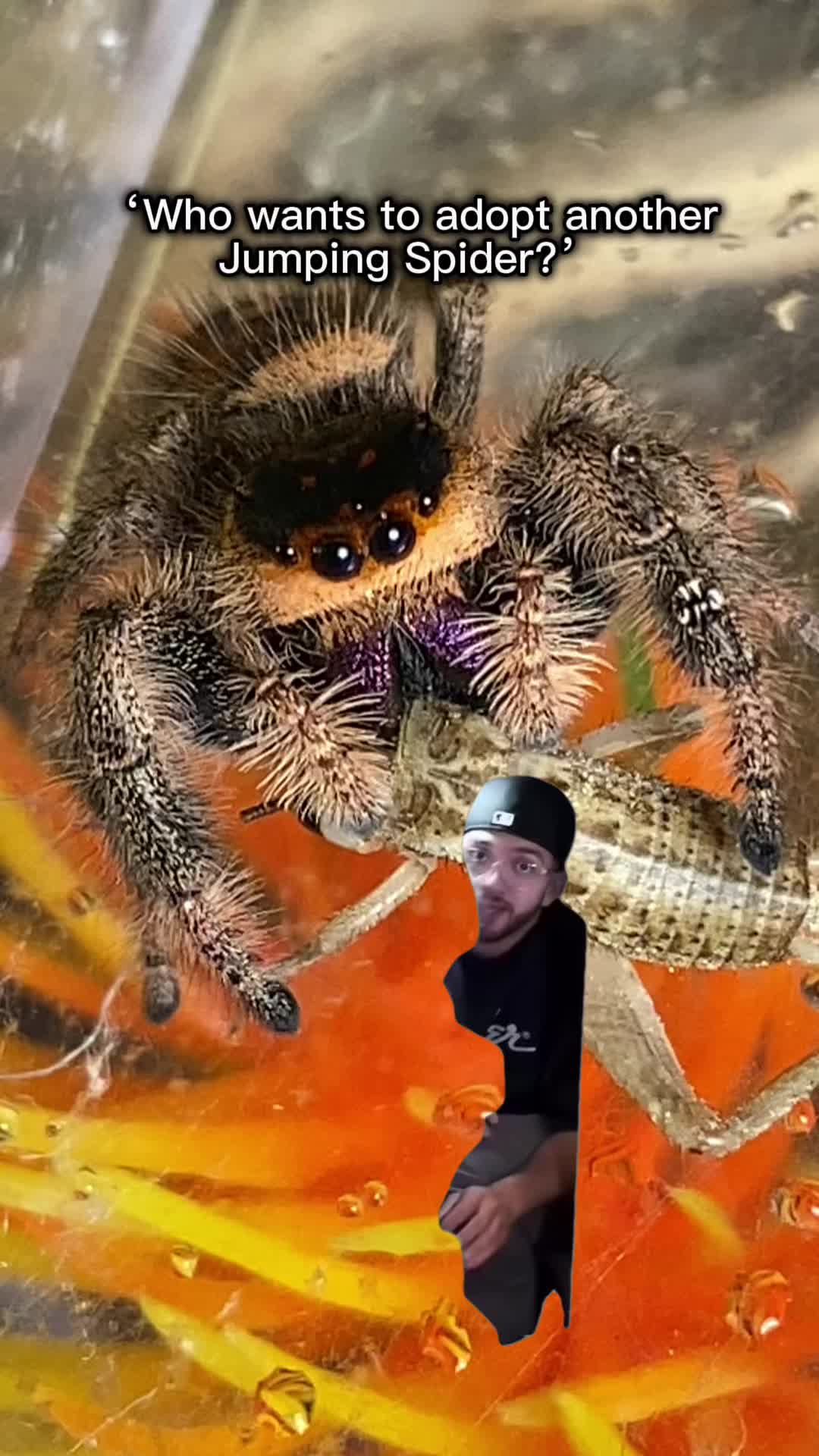 @arachnids
