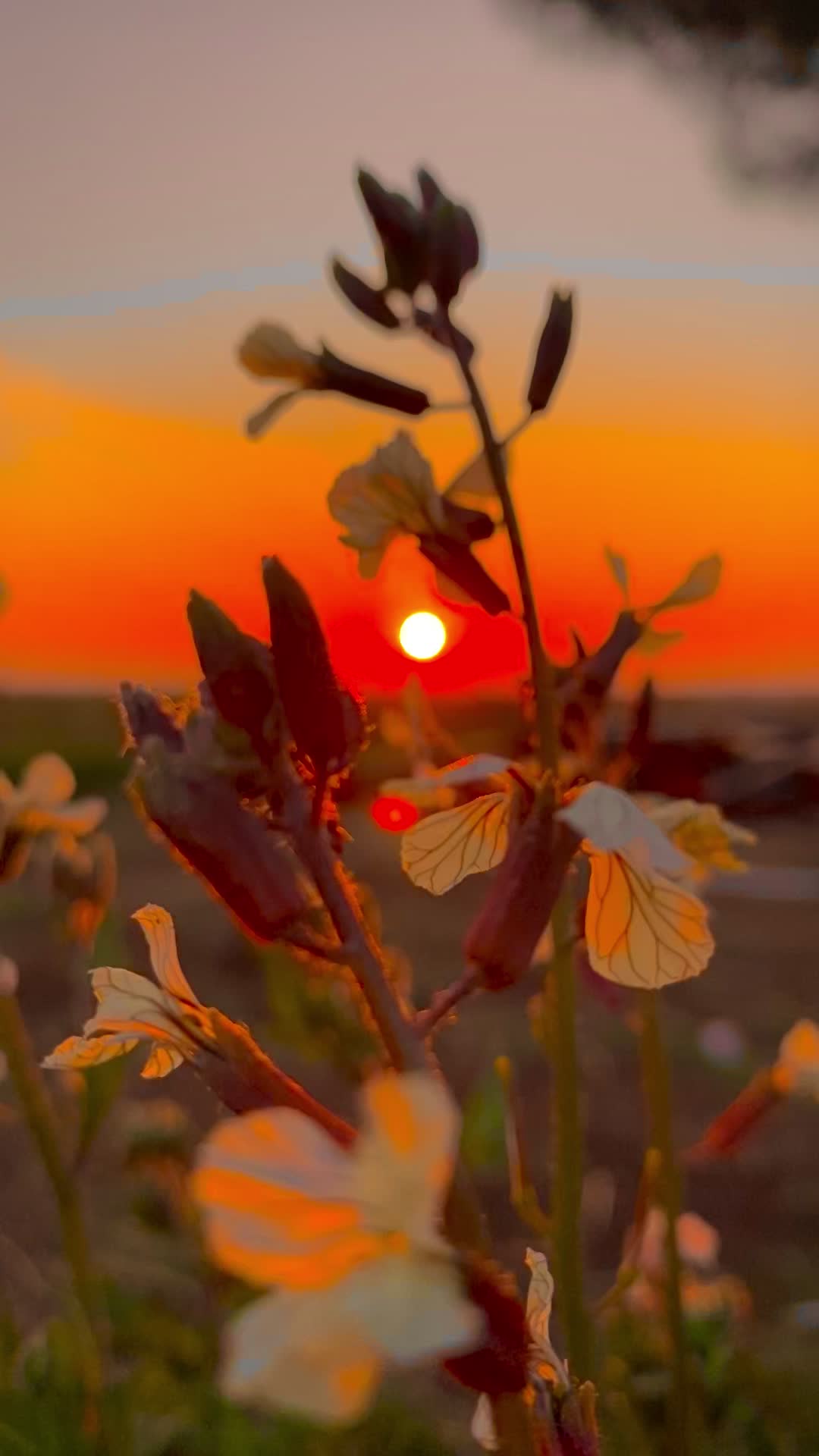 @ahmett_6334☀️