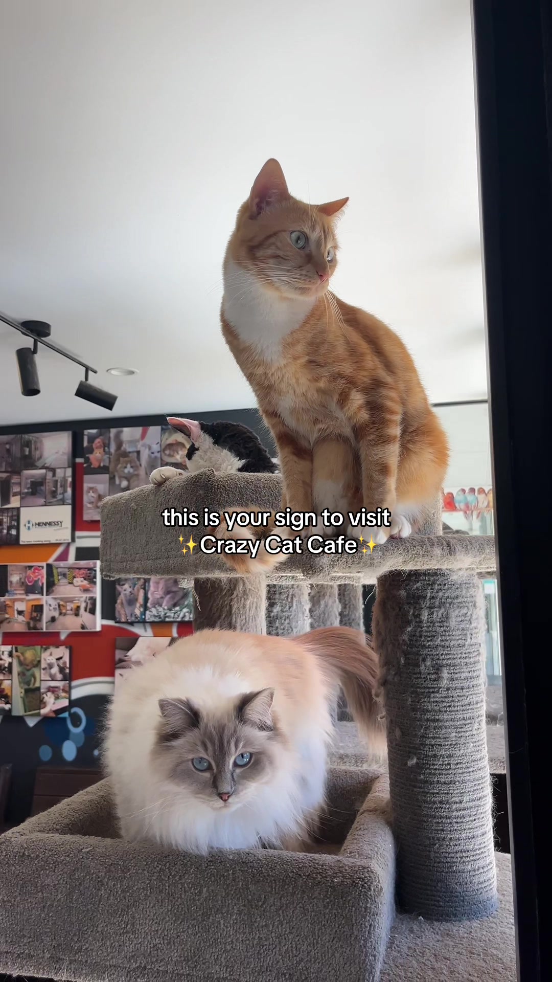 @crazycatcafe