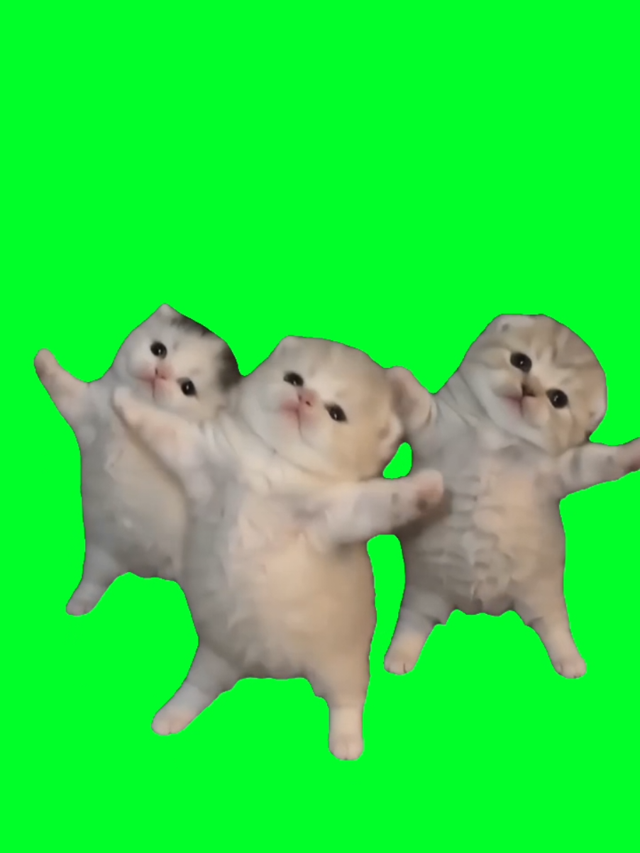 @TikTok Template