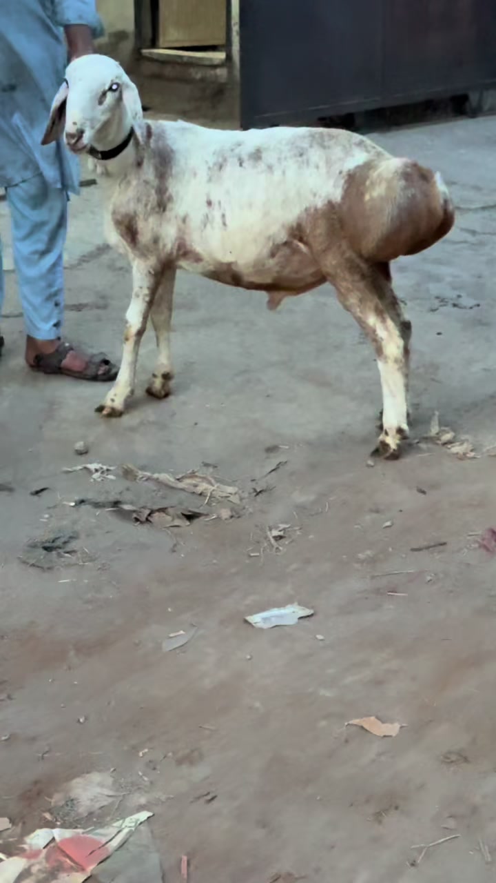 @Shiraz livestock