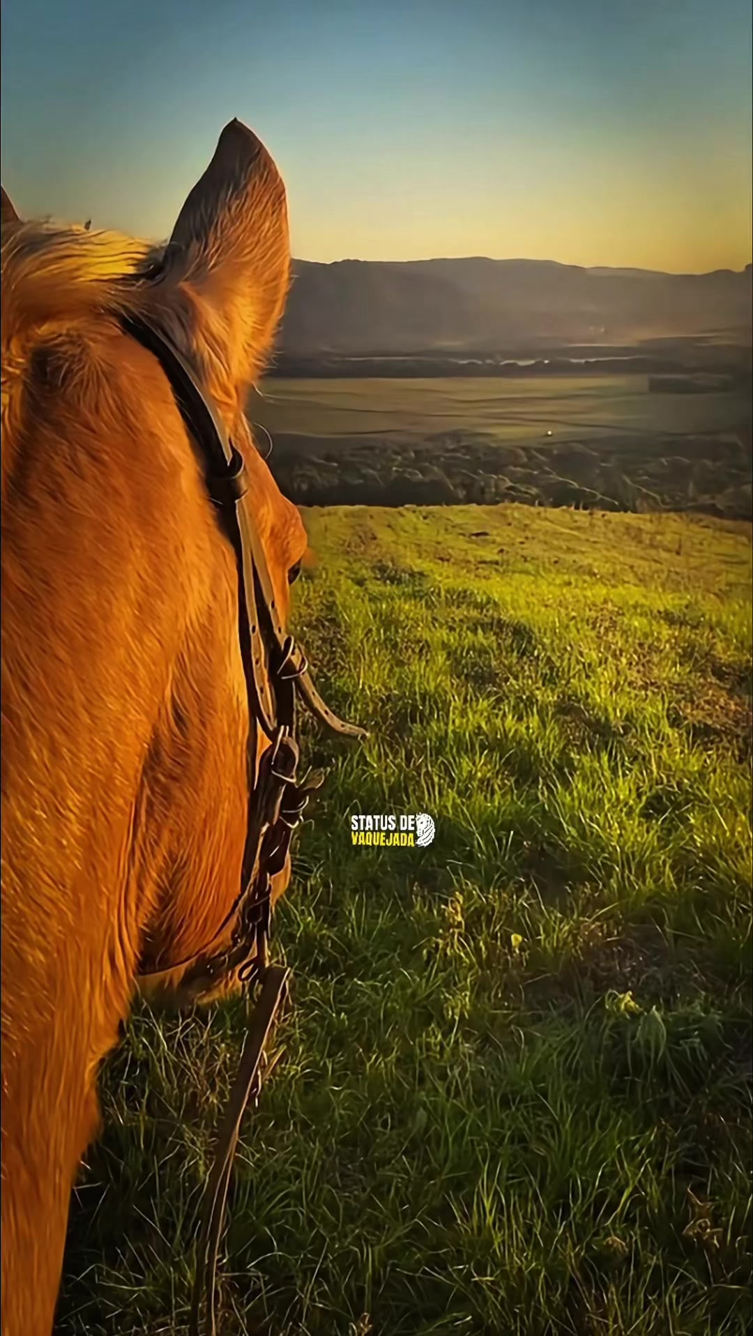 @status.de.vaquejada