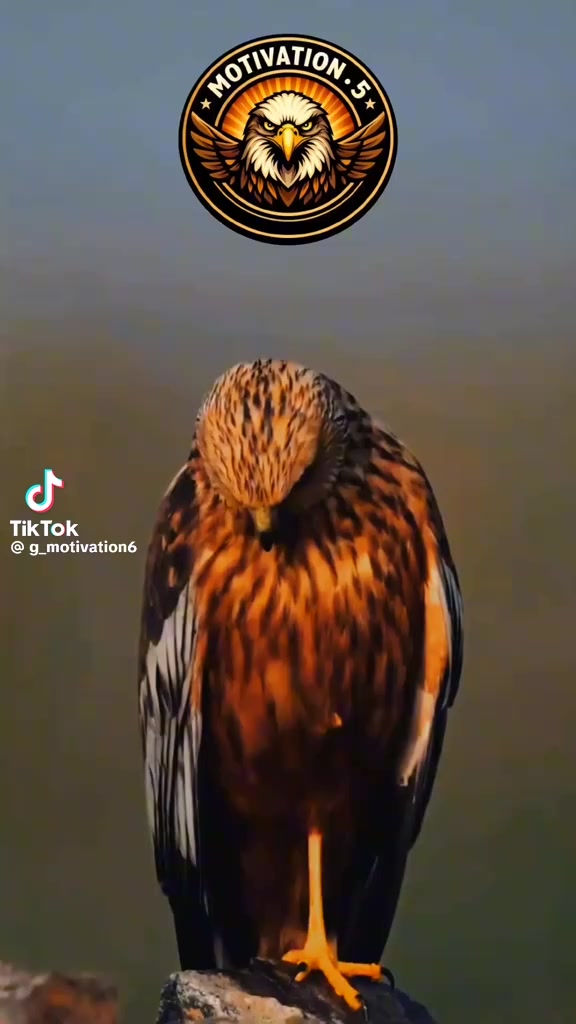 @🦚Padmini Padaruth🦚